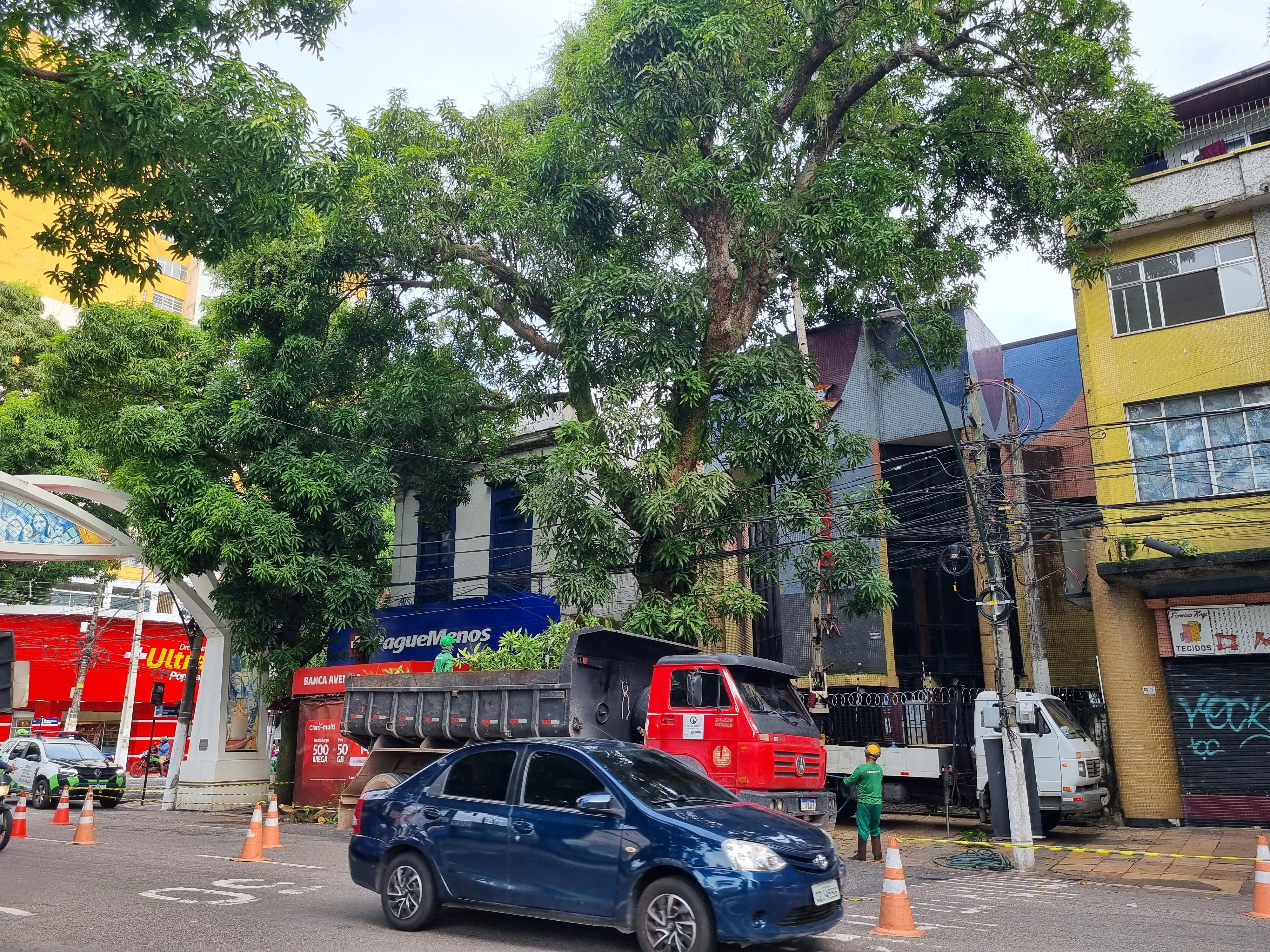 Árvore é retirada da Avenida Nazaré em operação da Prefeitura de Belém