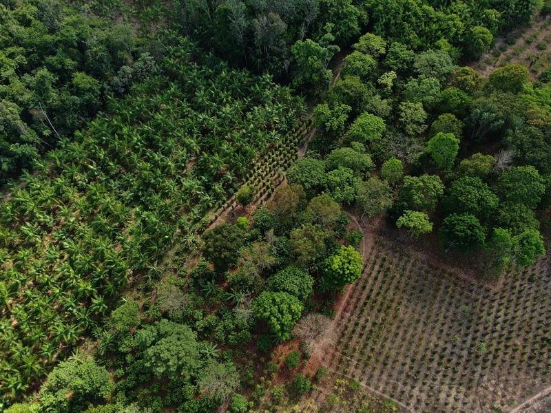Embrapa amplia parceria com a TIM para impulsionar a bioeconomia sustentável na Amazônia em 2026