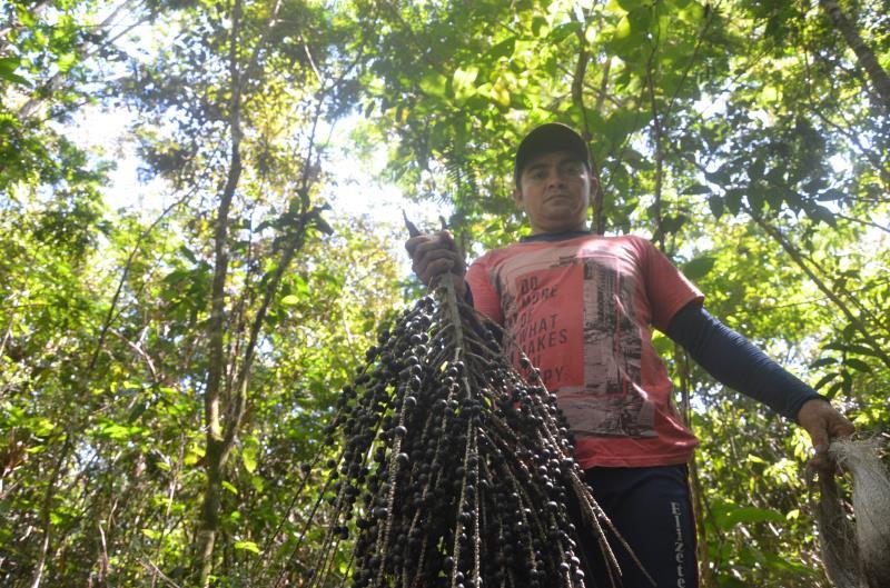 Guia Prático de Manejo de Açaizais foi a publicação mais baixada do acervo digital do IFT em 2025