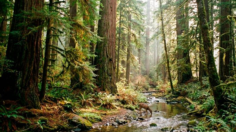 Natura conquista nota A no CDP Mudanças Climáticas