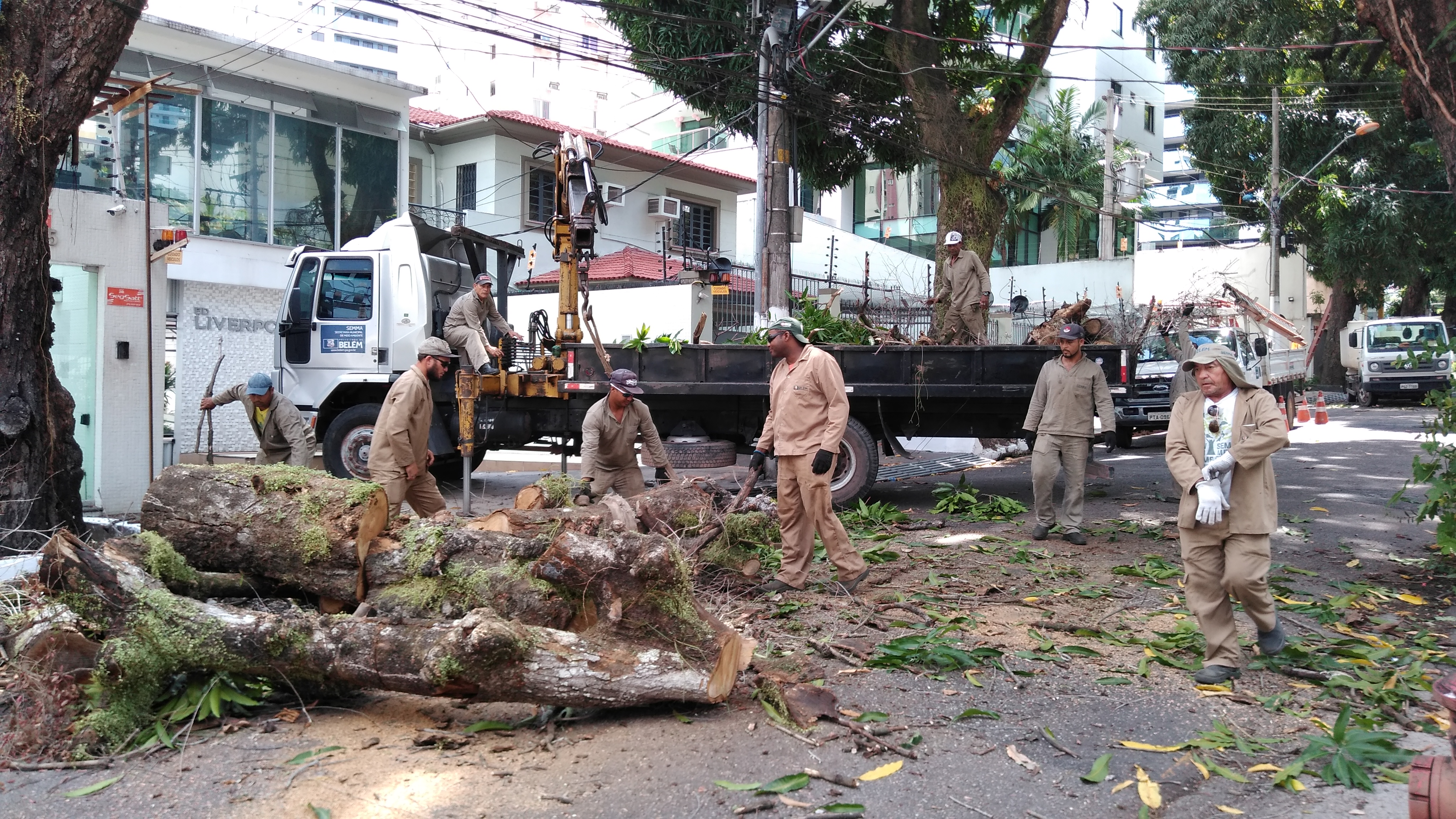 Equipes da Semma retiram árvore envenenada no bairro de Nazaré