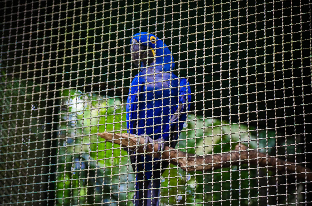 Programação natalina faz a alegria dos visitantes do Bosque Rodrigues Alves