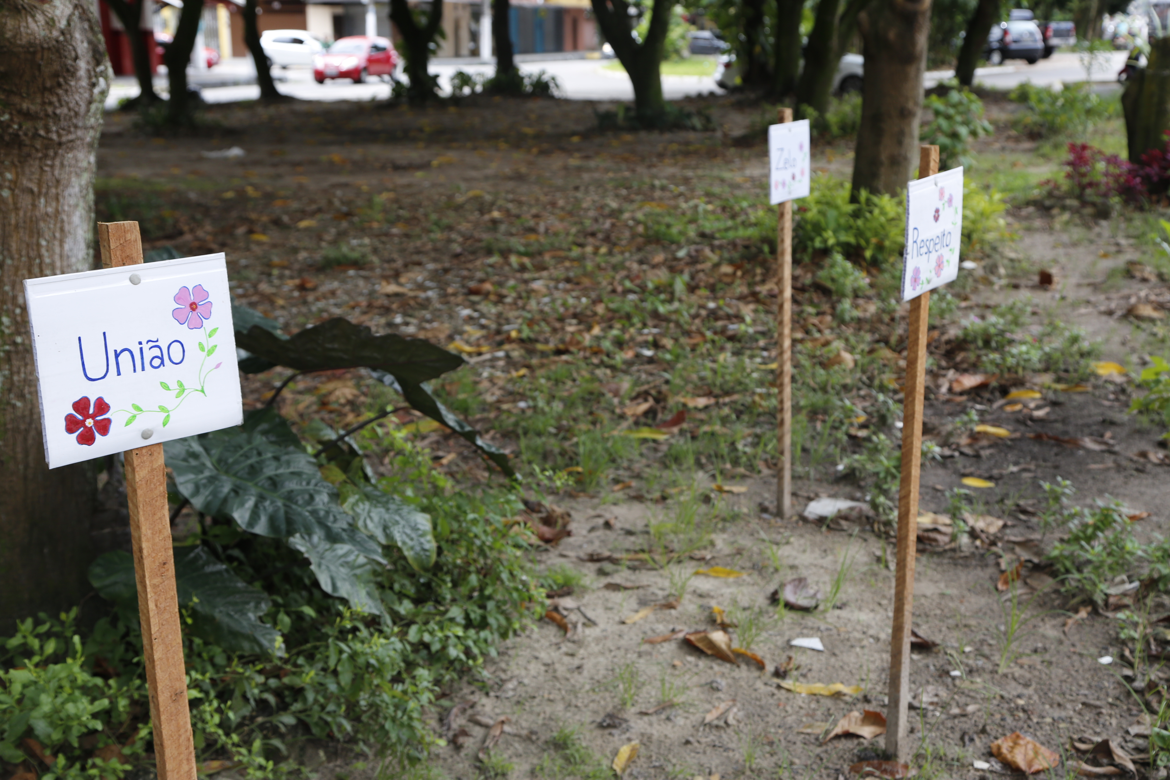 Prefeitura intensifica número de podas e ações de paisagismo na capital