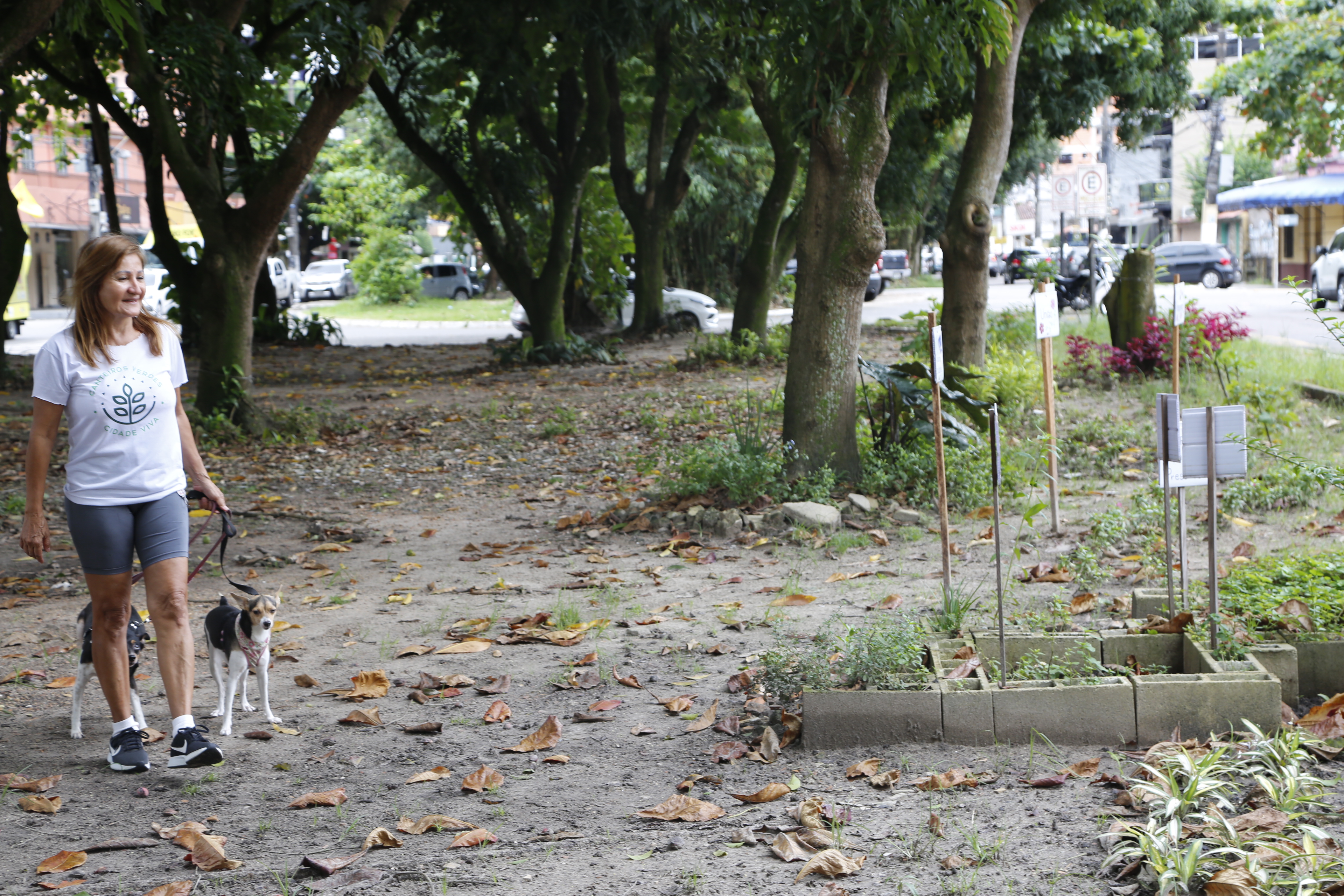 Prefeitura intensifica número de podas e ações de paisagismo na capital