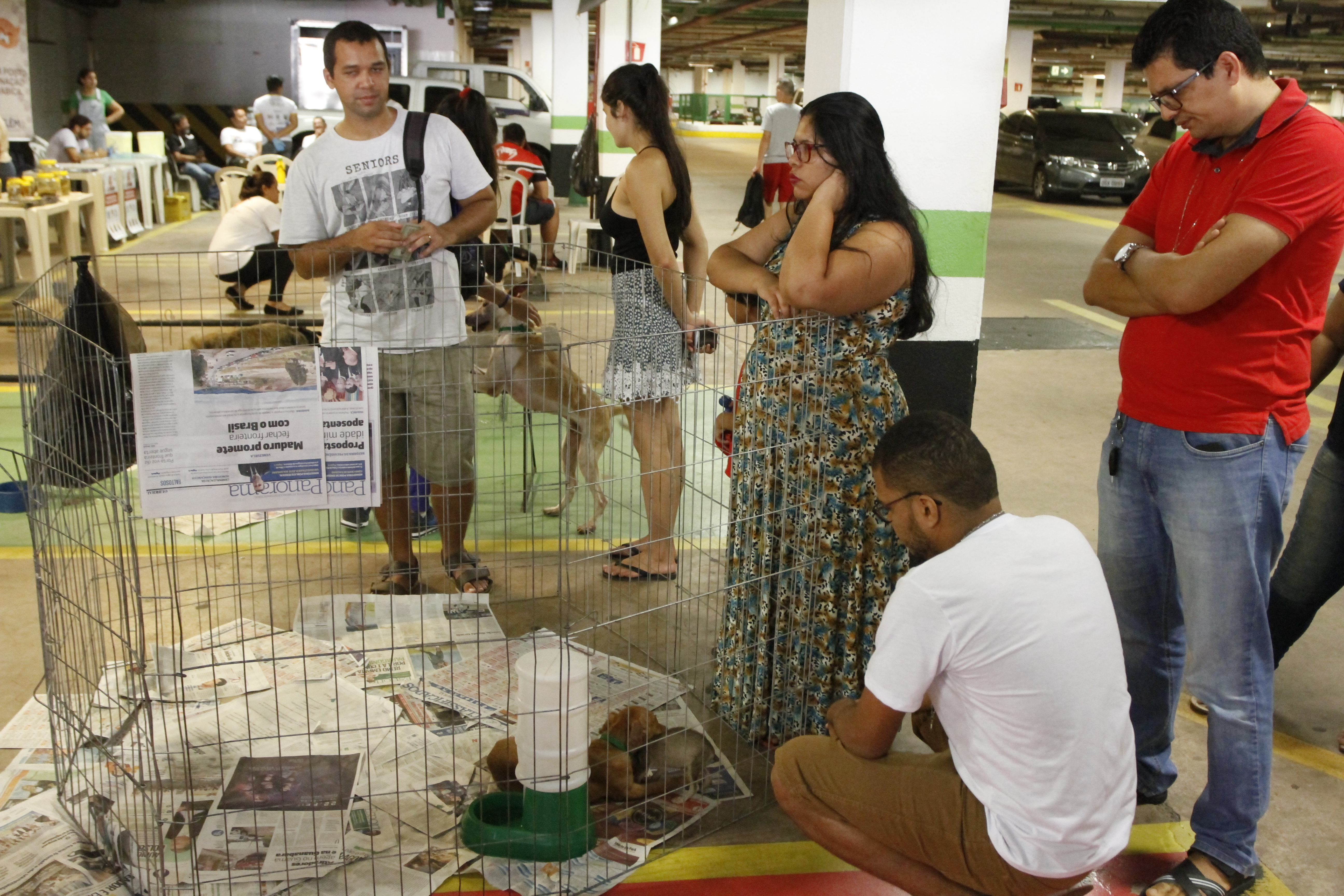 Feira de adoção de cães e gatos repete sucesso na 37ª edição