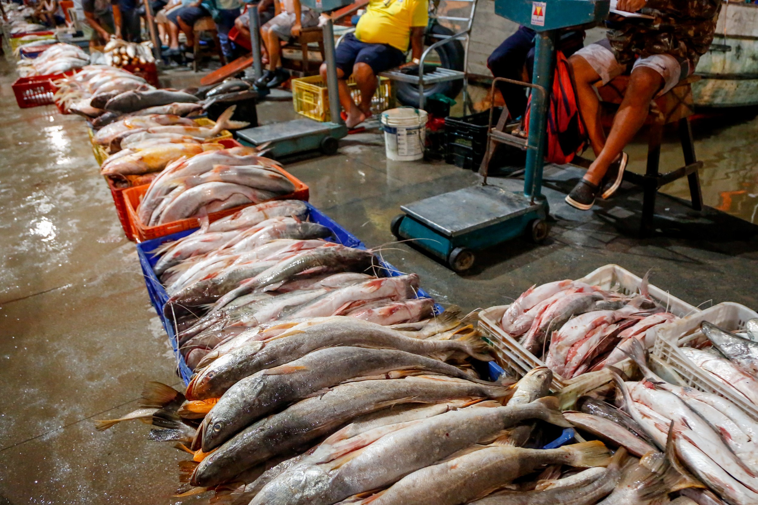 Prefeitura garante pescado com preços abaixo dos de mercado para a Semana Santa