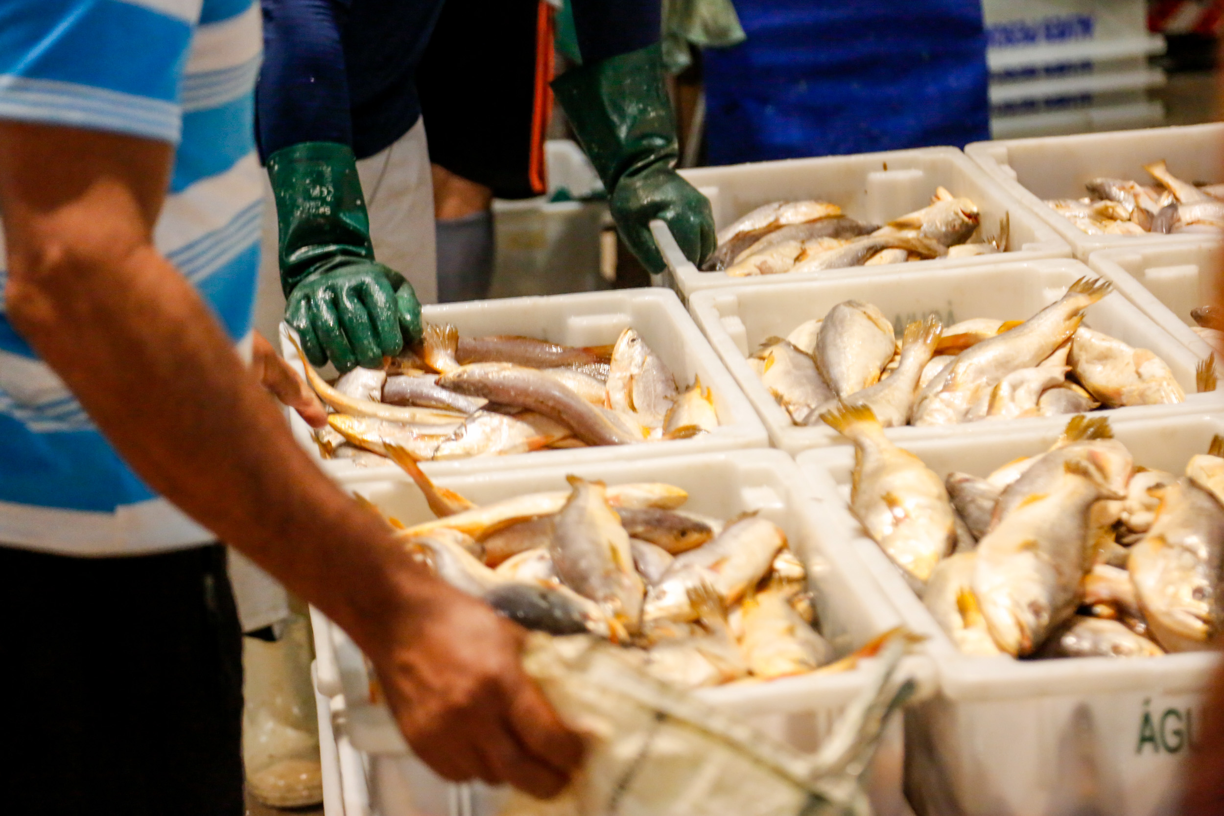 Prefeitura garante pescado com preços abaixo dos de mercado para a Semana Santa