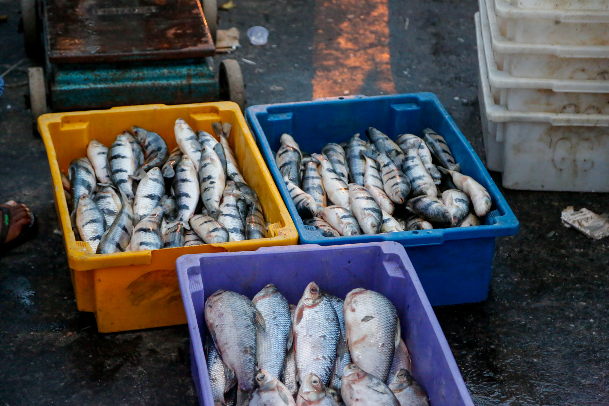 Prefeitura garante pescado com preços abaixo dos de mercado para a Semana Santa