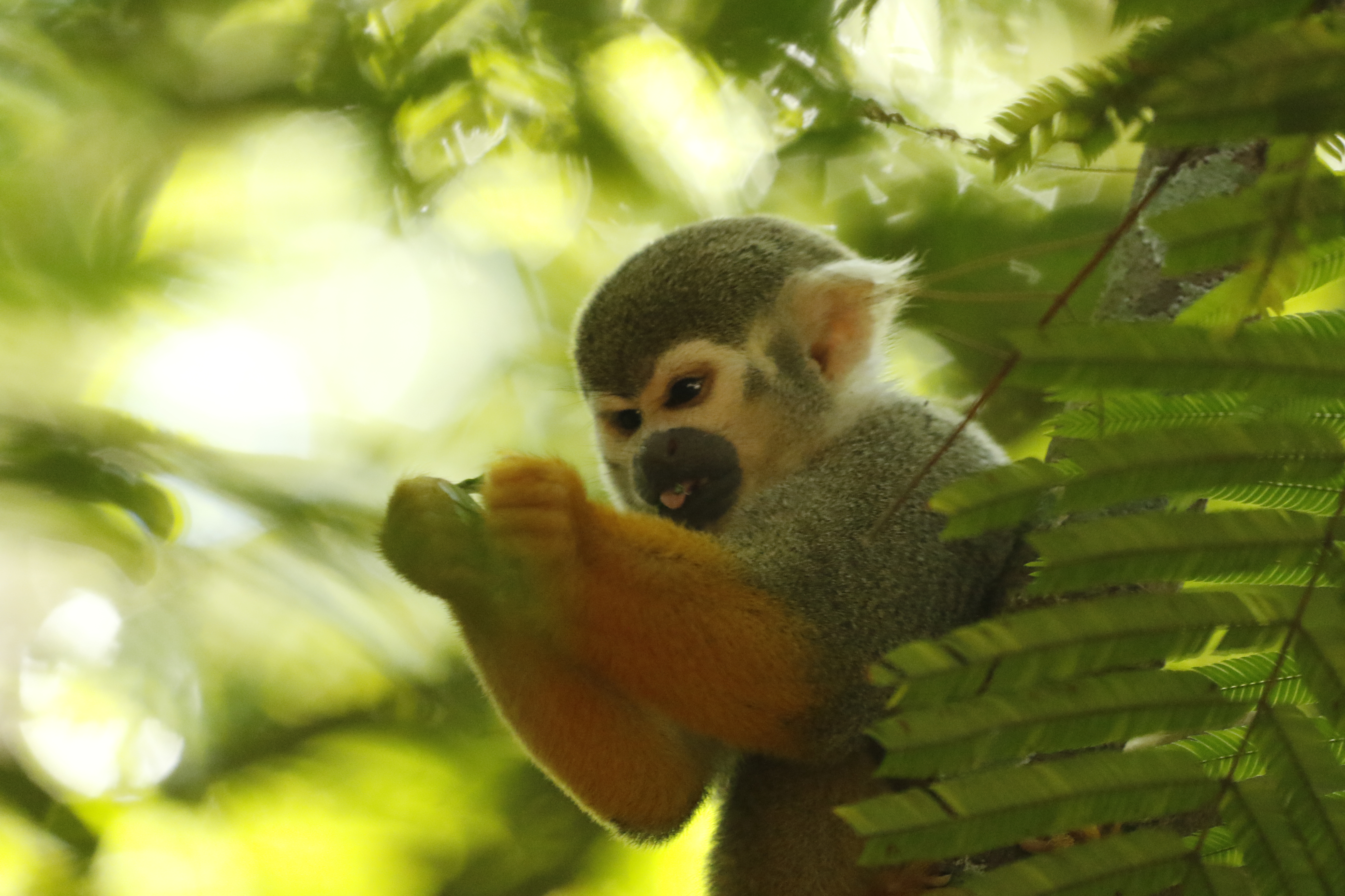 Programação no Bosque Rodrigues Alves encerra a XVI Semana do Meio Ambiente