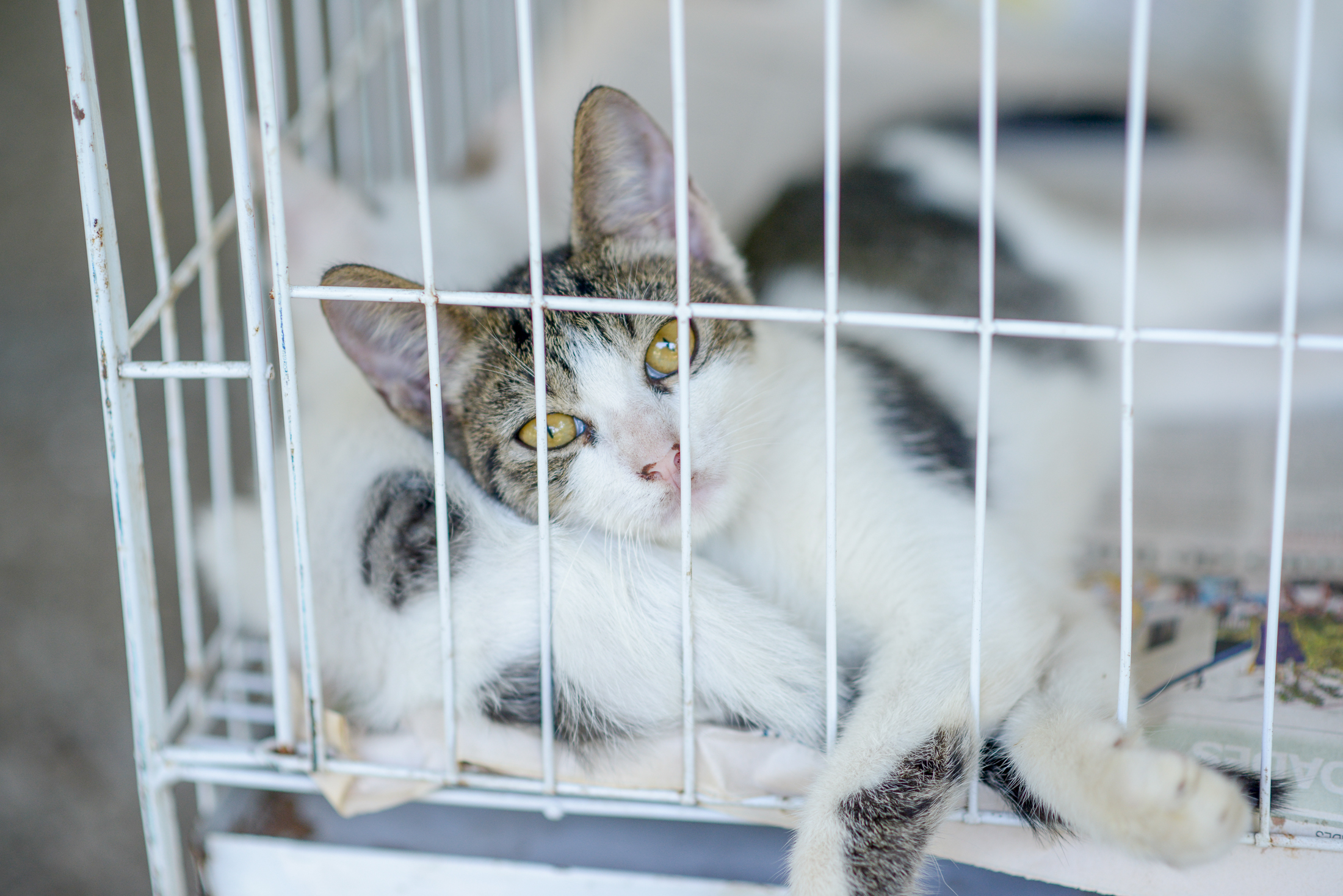 Praça Brasil recebe Feira de Adoção de Cães e Gatos 