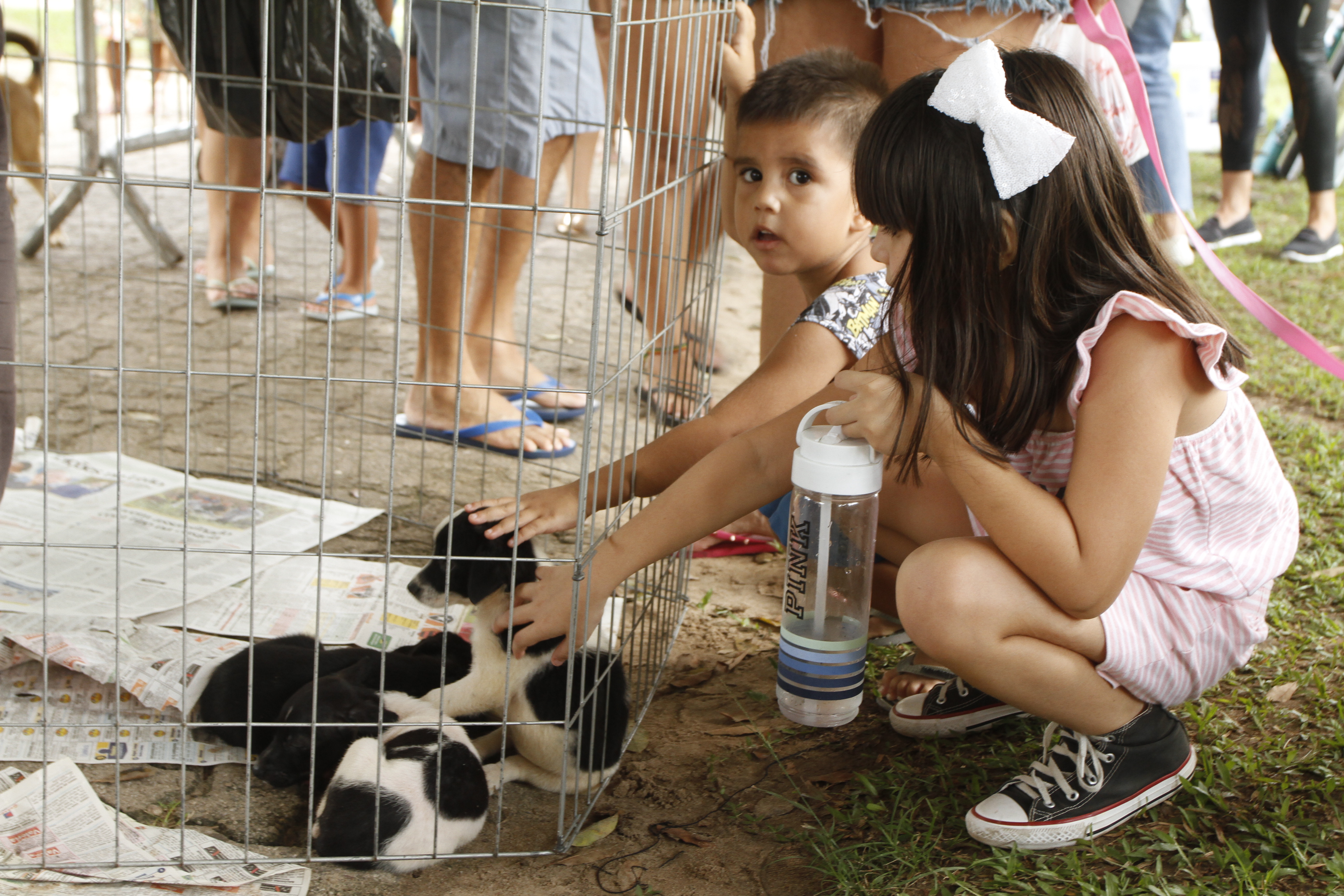 Praça do Marex recebe Feira de Adoção de Cães e Gatos neste domingo