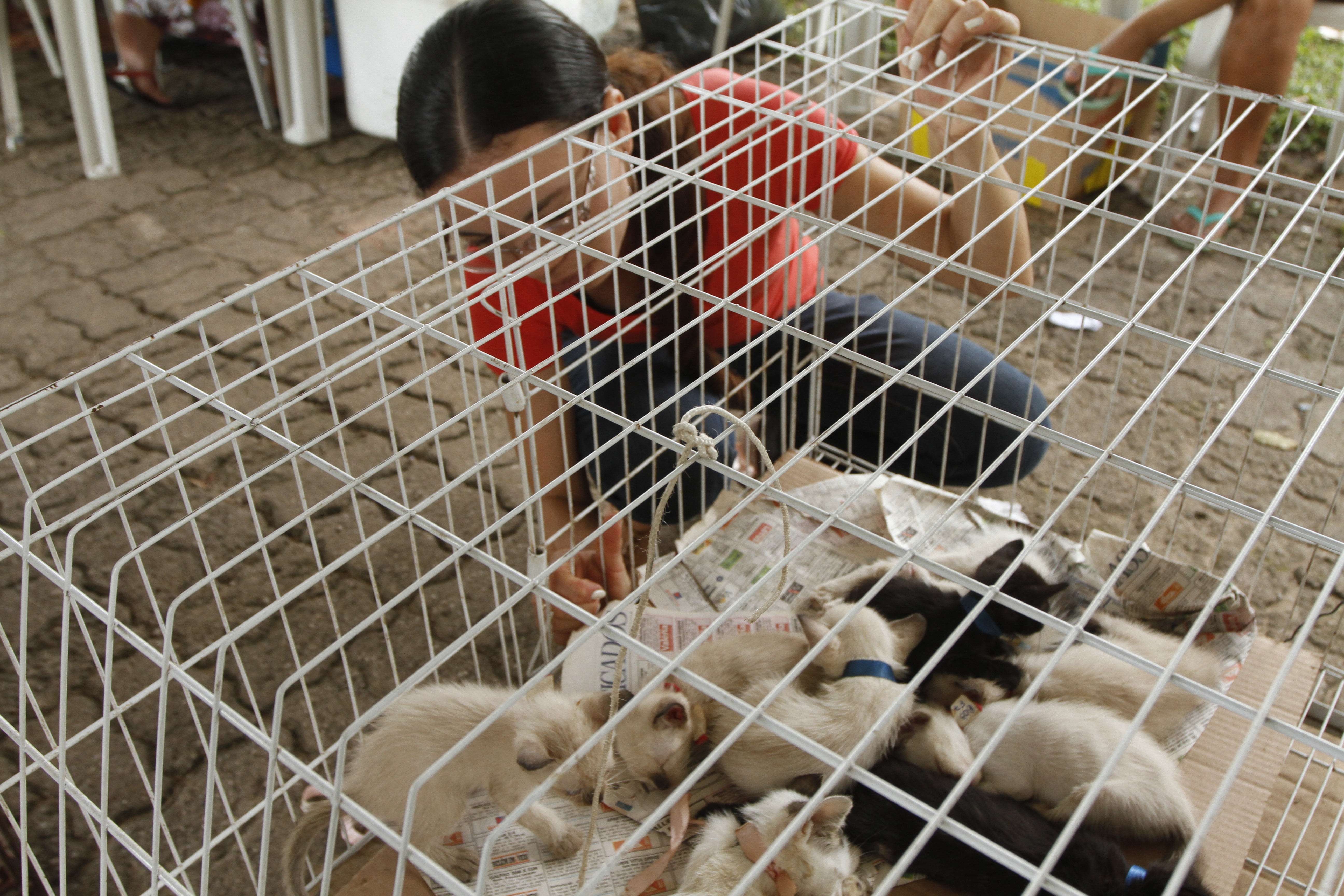 Praça do Marex recebe Feira de Adoção de Cães e Gatos neste domingo