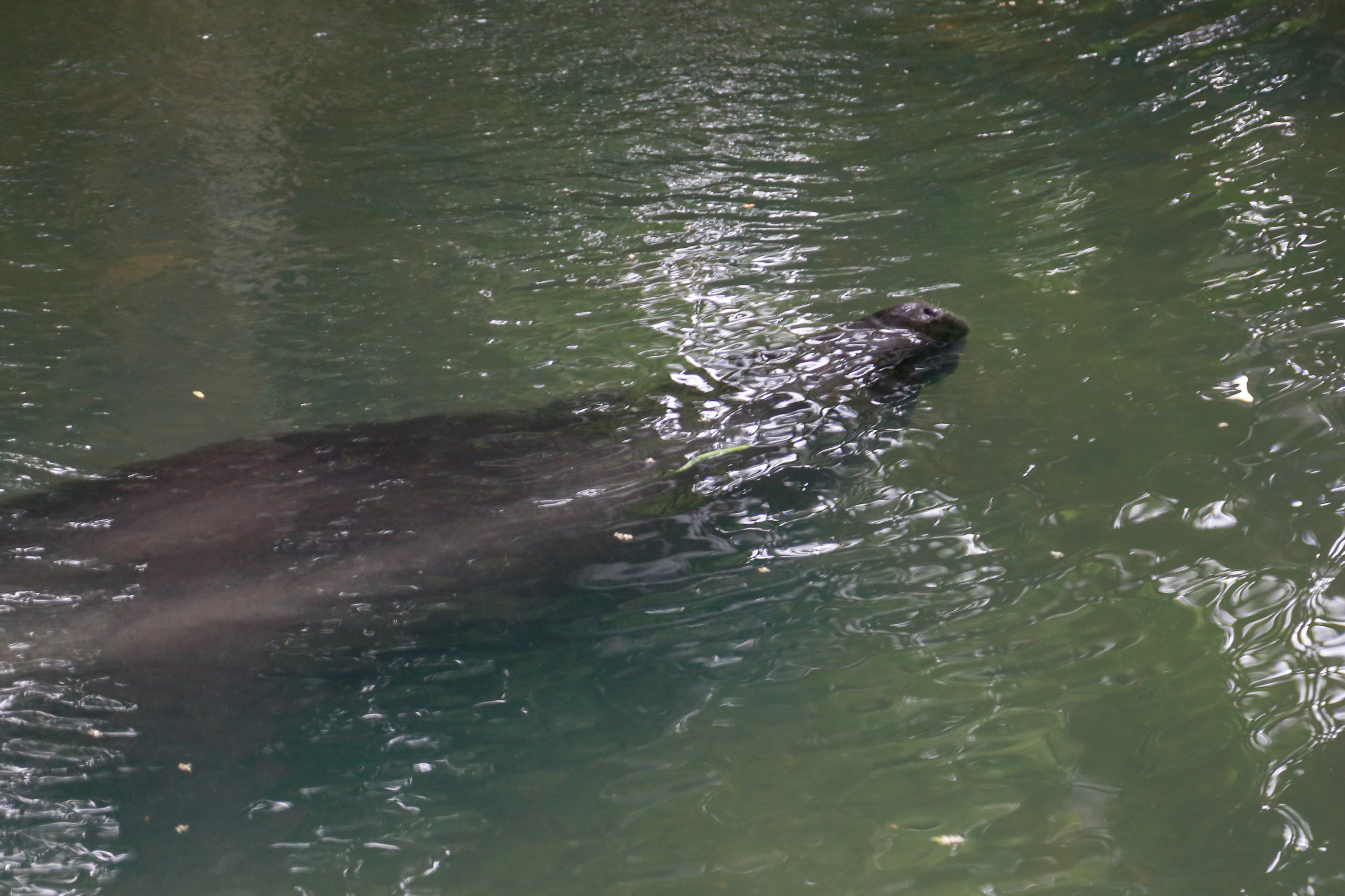 Bosque Rodrigues Alves comemora Dia da Fauna e aniversário do peixe-boi Cajuru