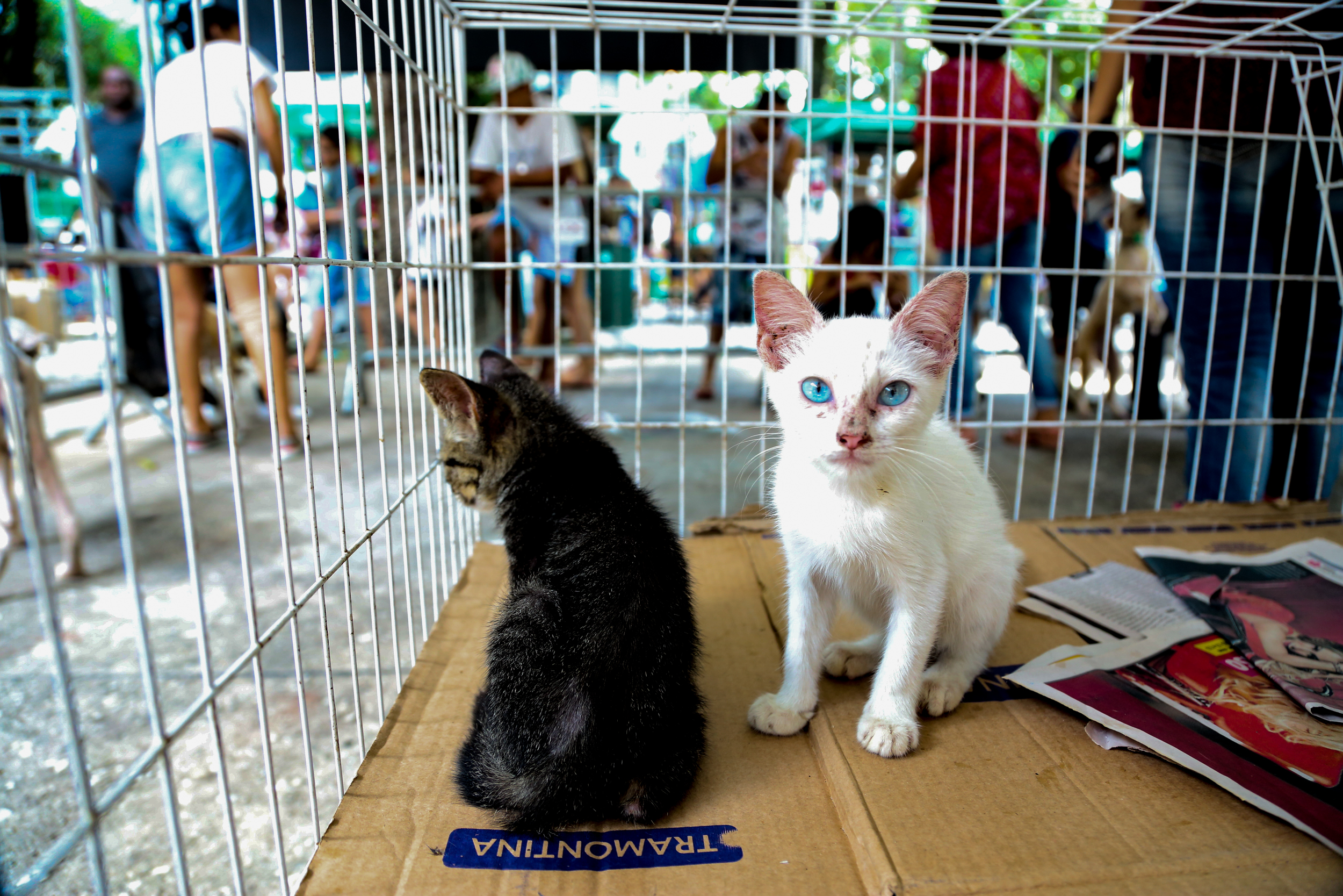 Praça da República recebeu a 57ª Feira de Adoção de Cães e Gatos neste domingo