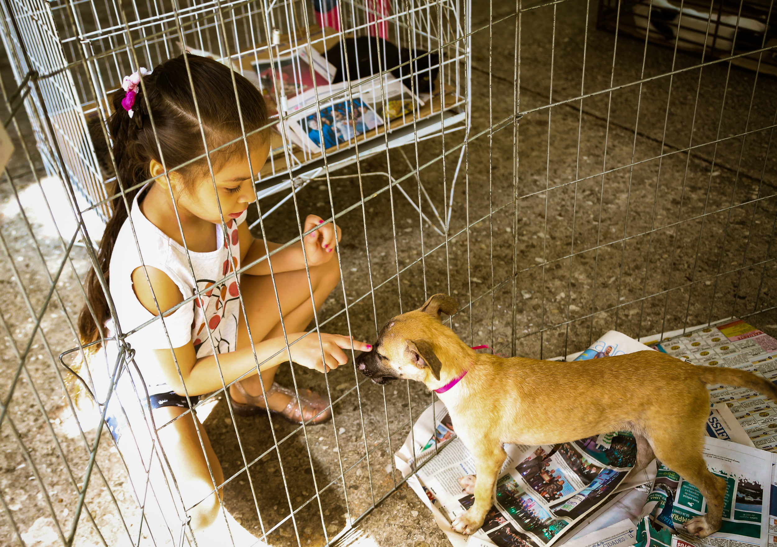 Praça da República recebeu a 57ª Feira de Adoção de Cães e Gatos neste domingo