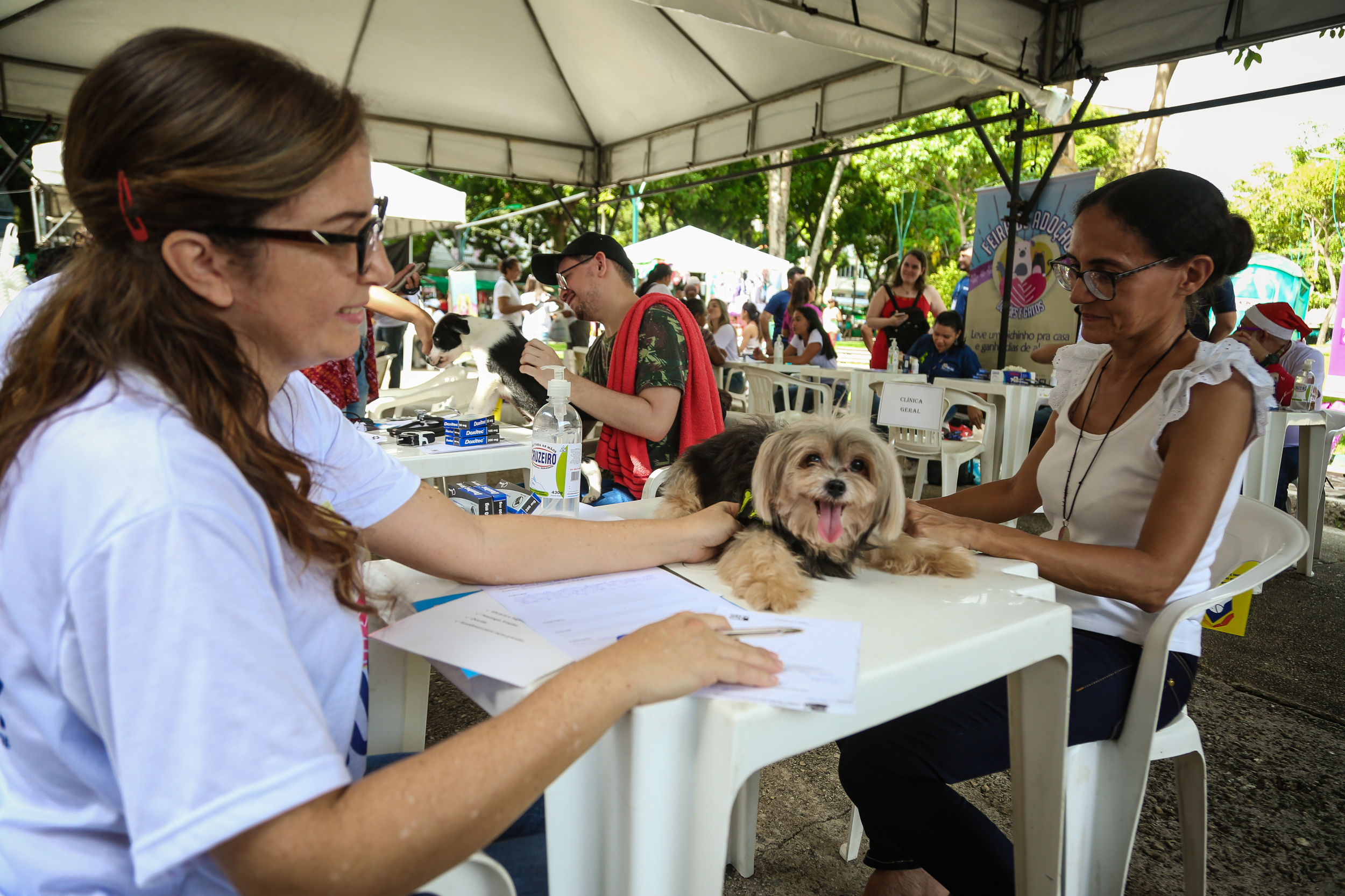 Praça da República recebeu a 57ª Feira de Adoção de Cães e Gatos neste domingo