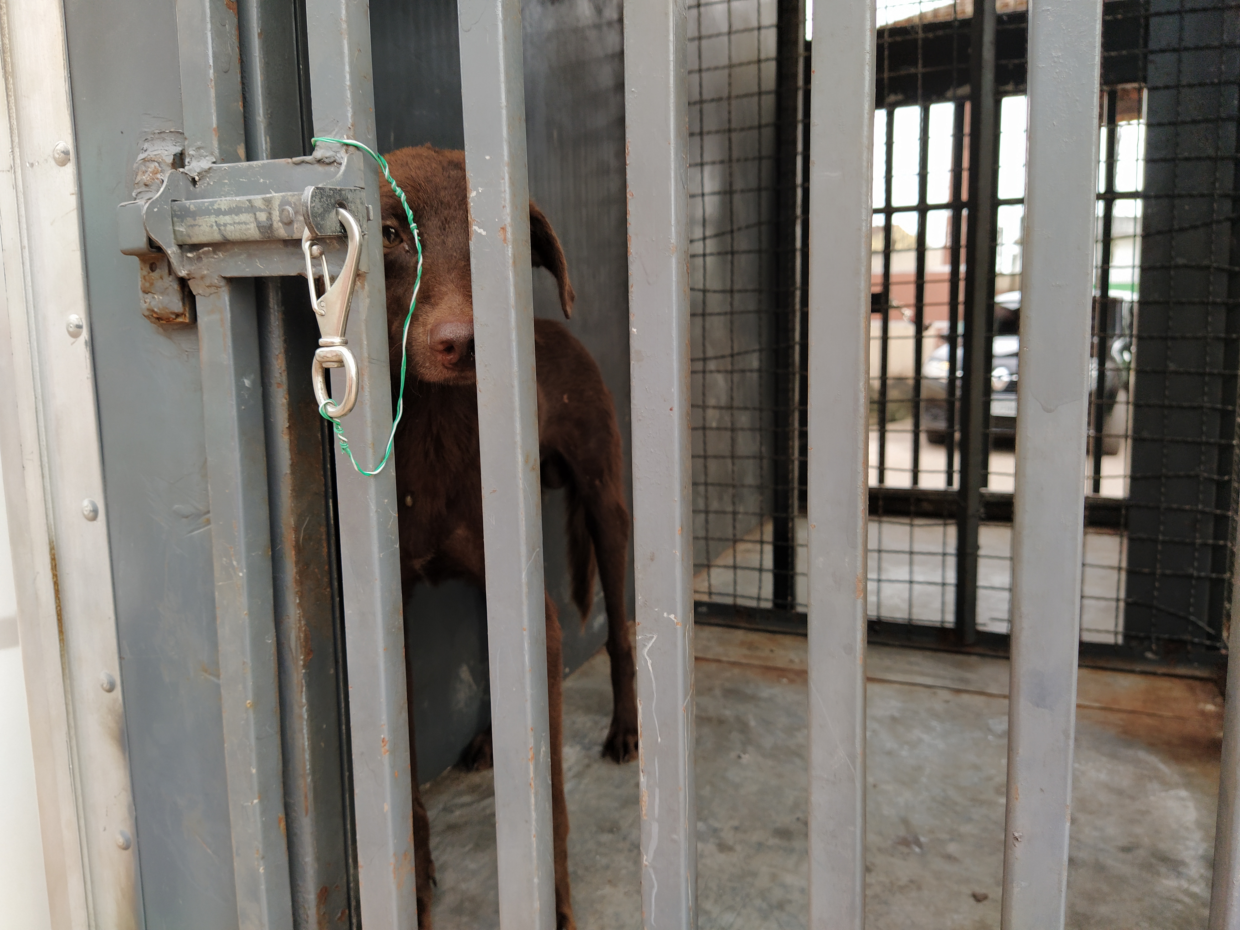 Animal é resgatado pelo Centro de Zoonoses 