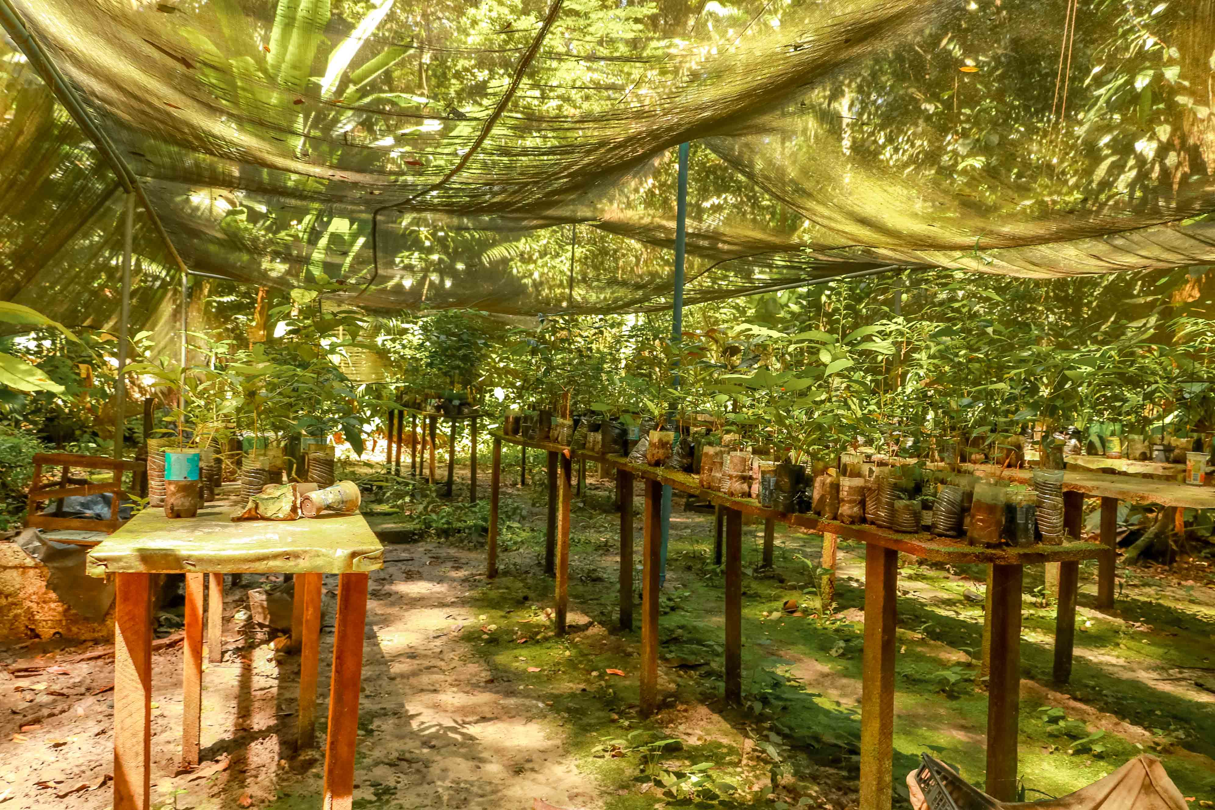 Semma celebra a Semana do Meio Ambiente com os cuidados com a fauna e a flora