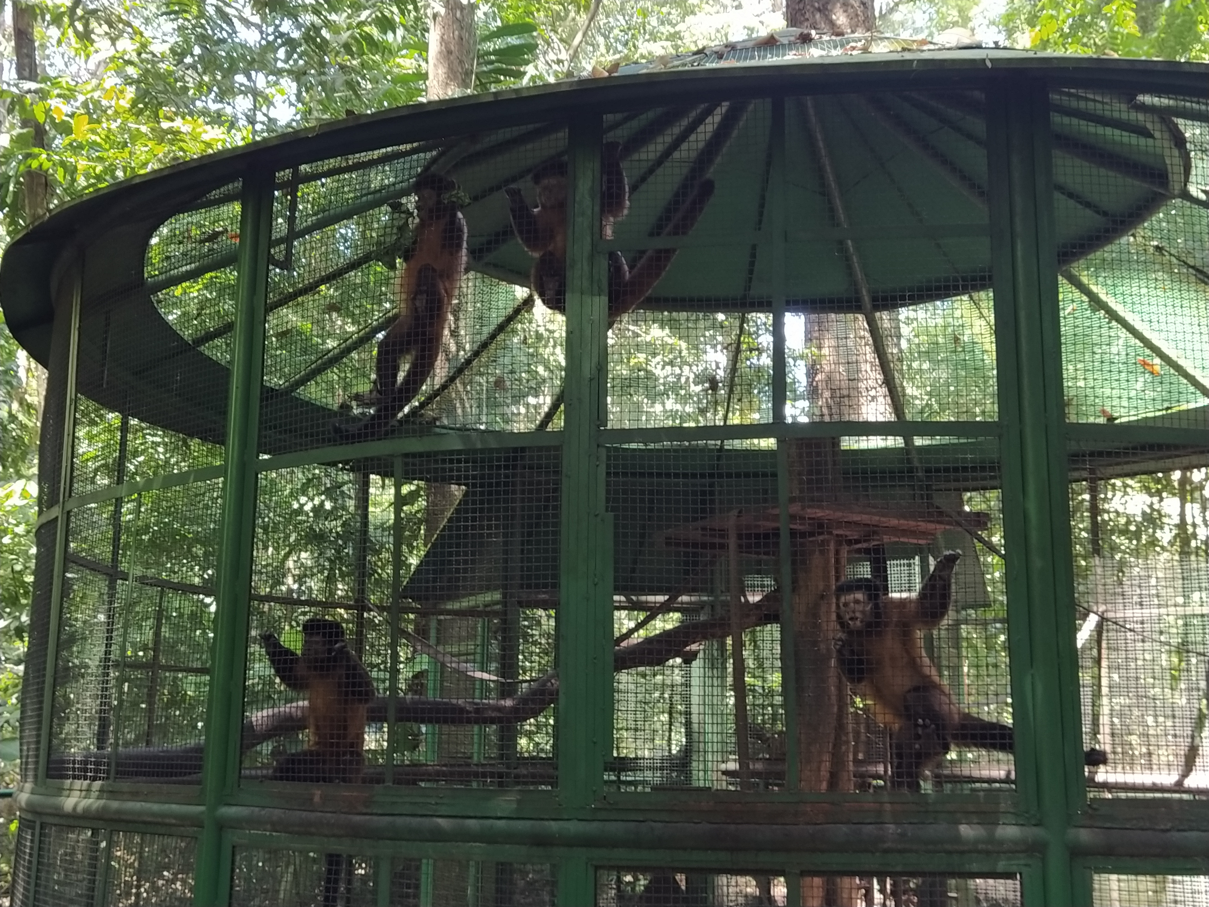 Semma celebra a Semana do Meio Ambiente com os cuidados com a fauna e a flora