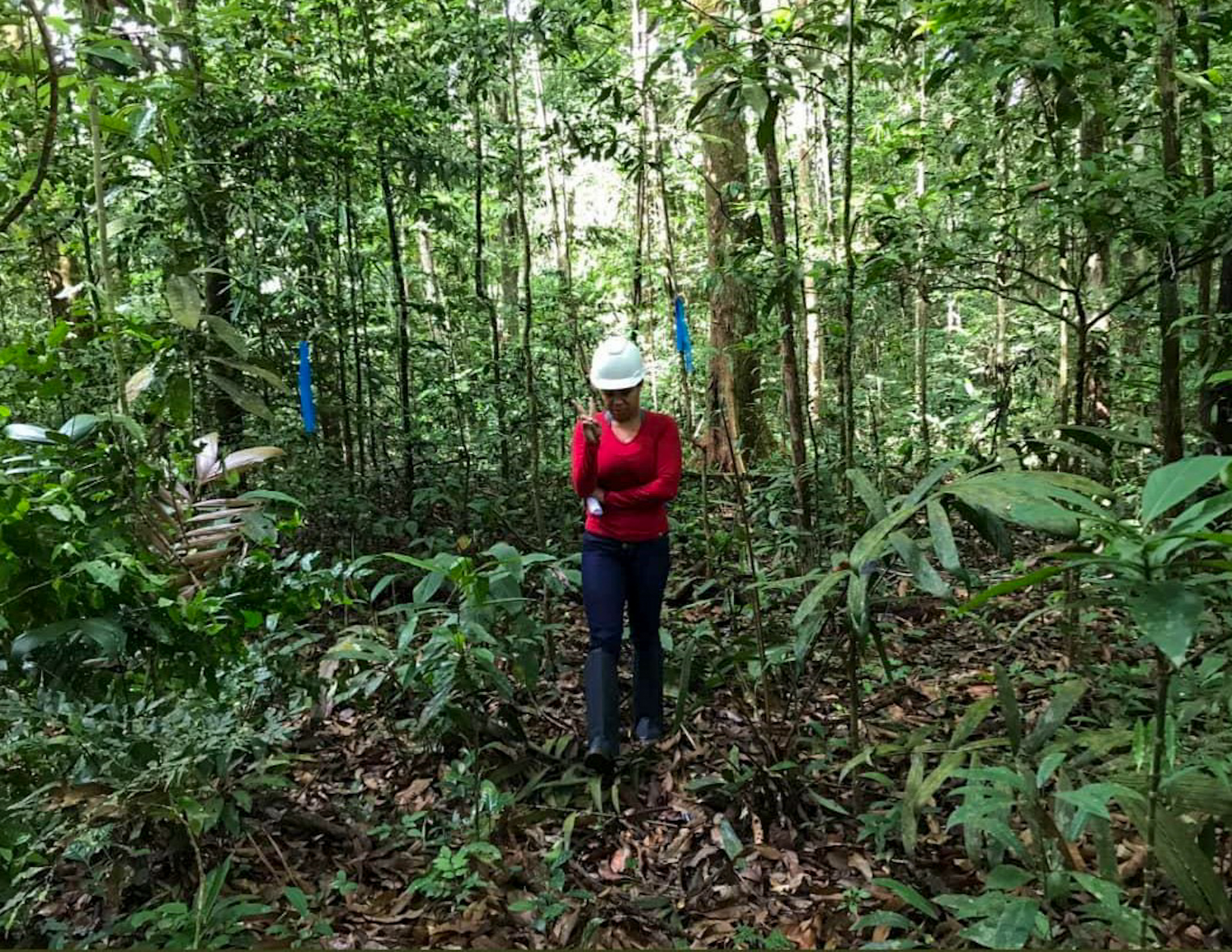 Dia do Engenheiro Florestal: Desafios da profissão e motivos para comemorar no município