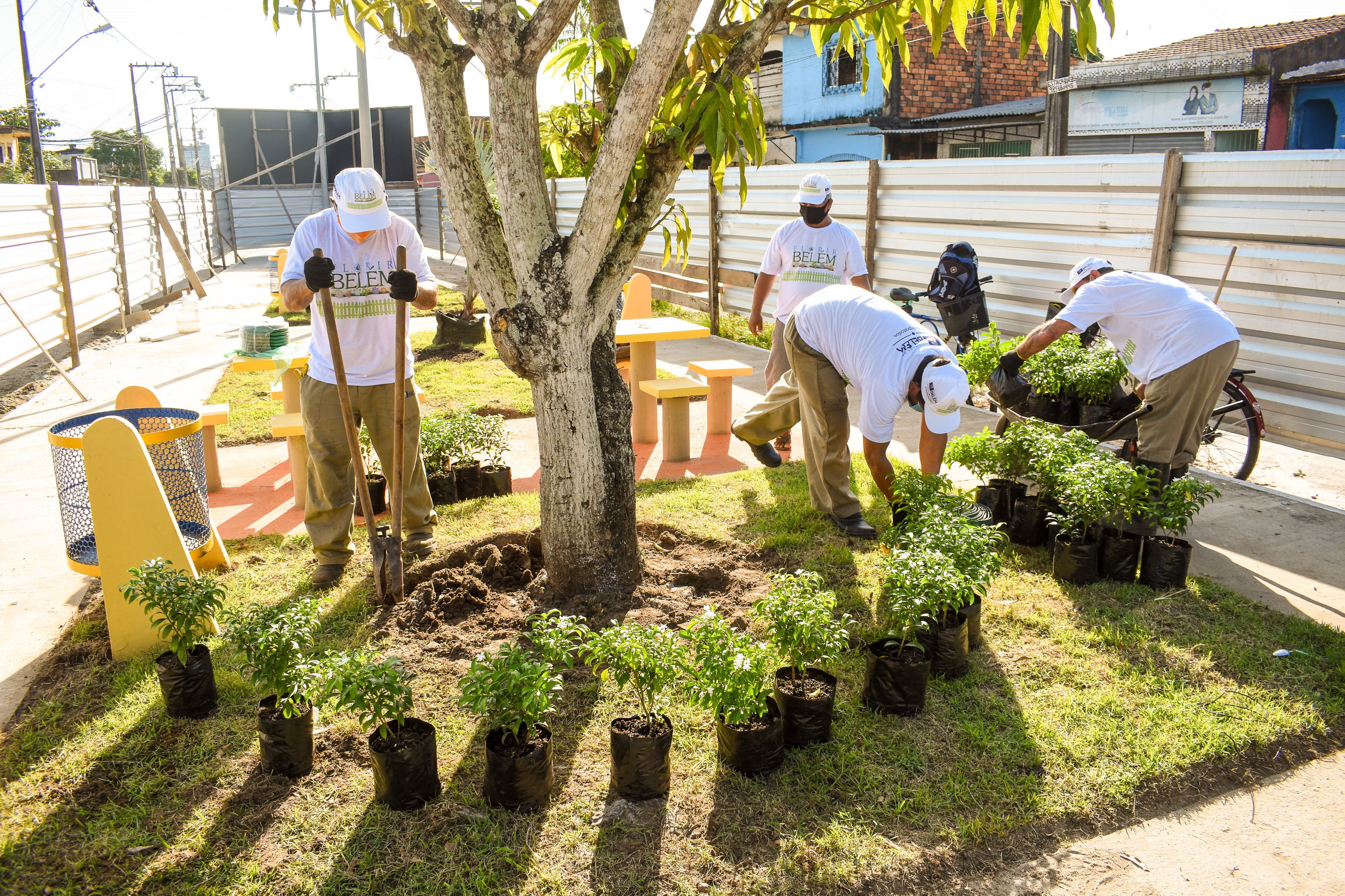 Florir Belém é lançado com previsão de plantio de 20 mil espécies até o final do ano
