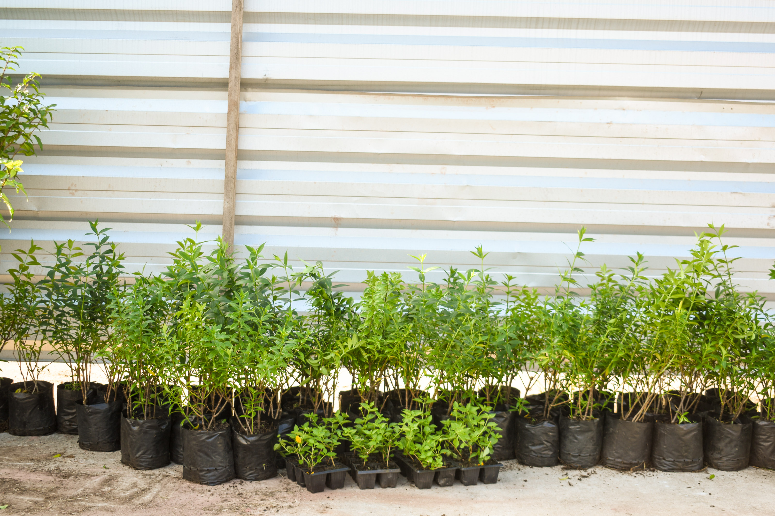 Florir Belém é lançado com previsão de plantio de 20 mil espécies até o final do ano