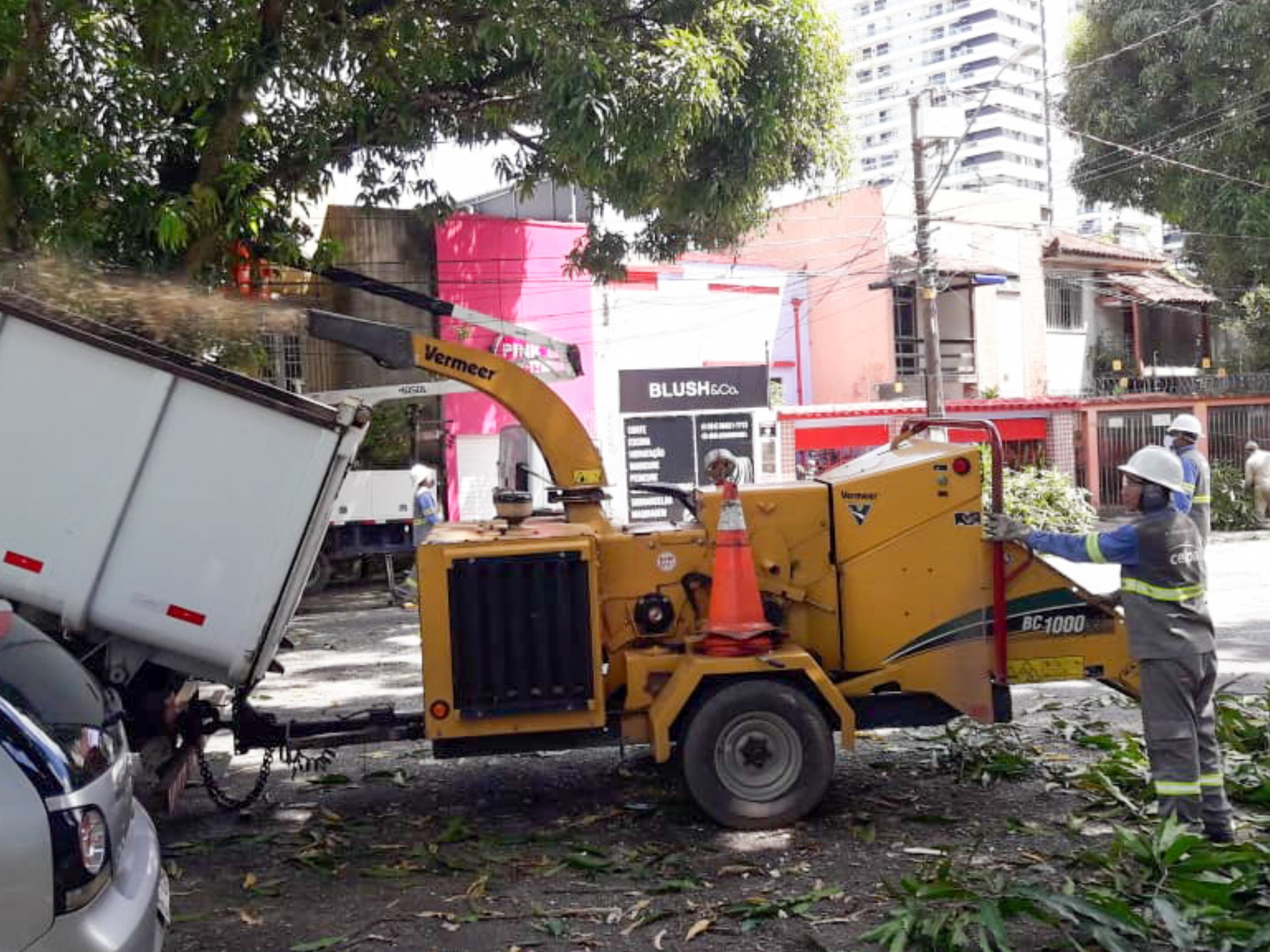 Semma acompanha regularmente serviços de podas de árvores realizados na capital