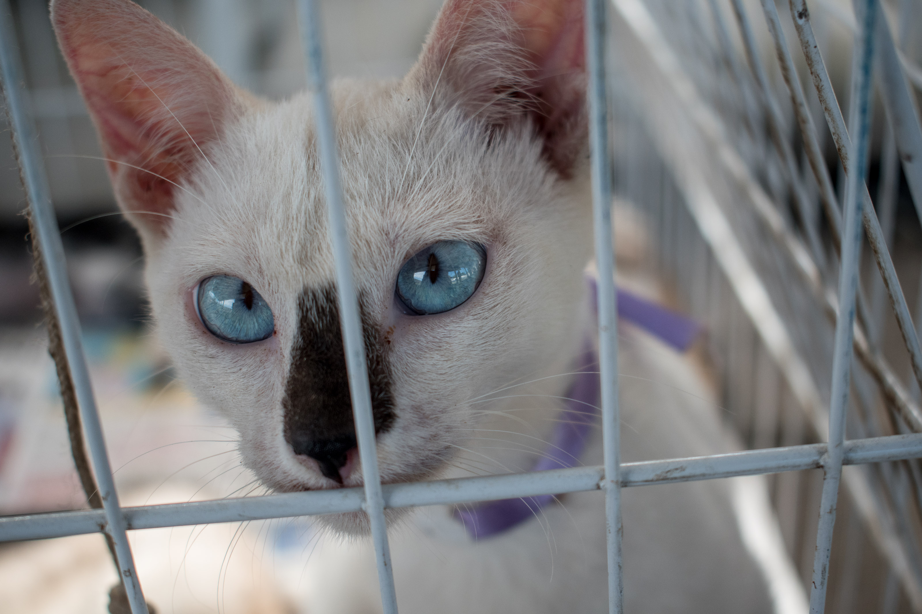 Prefeitura promove mais uma edição da feira de adoção de cães e gatos 