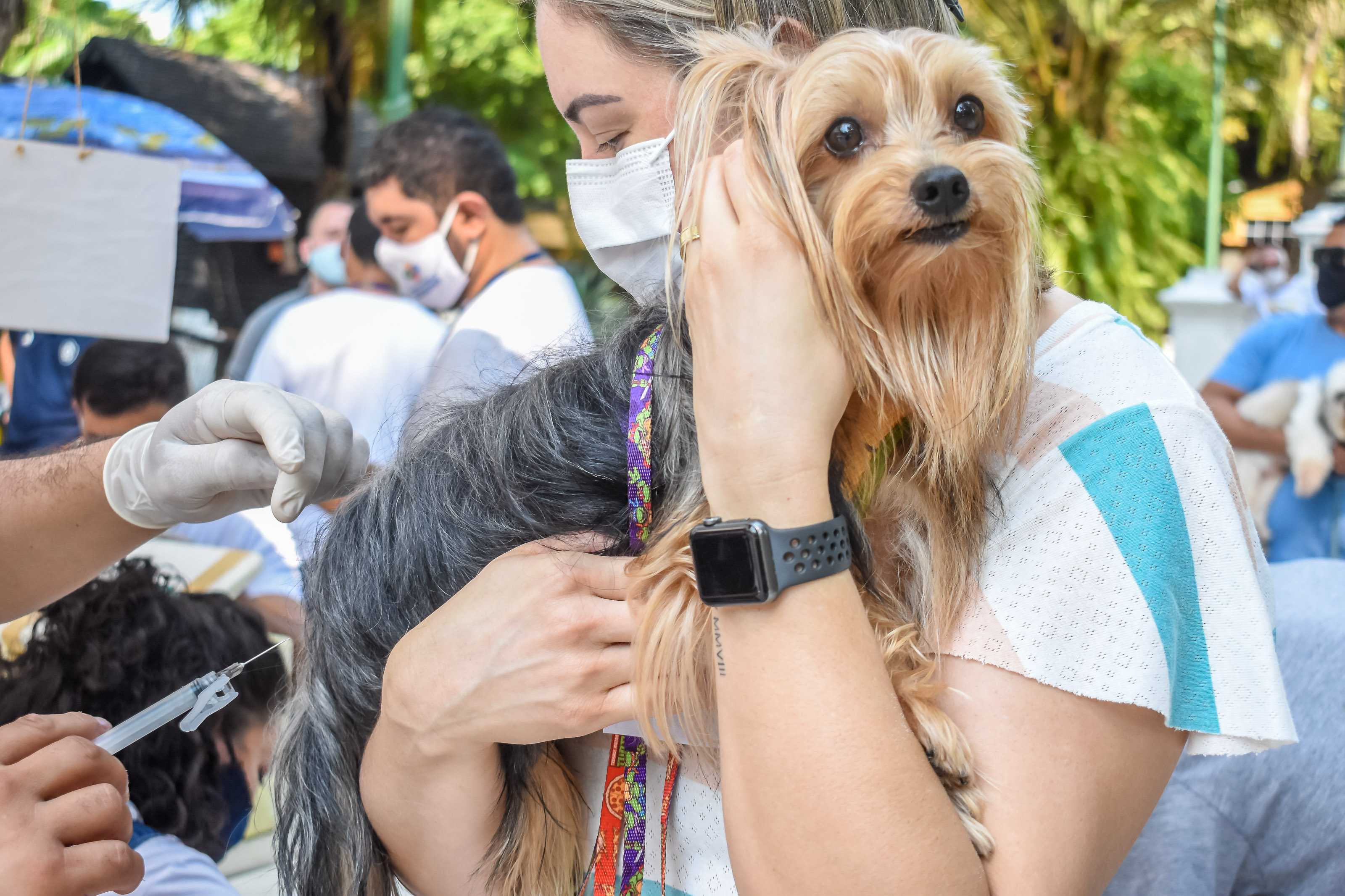 Sesma inicia campanha de vacinação antirrábica em Belém 