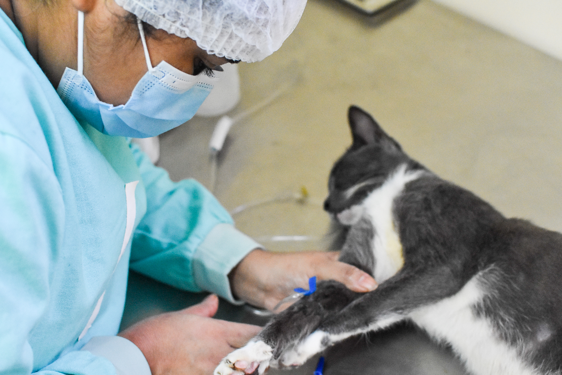 Hospital Veterinário Municipal aprova trabalho científico inovador em congresso internacional