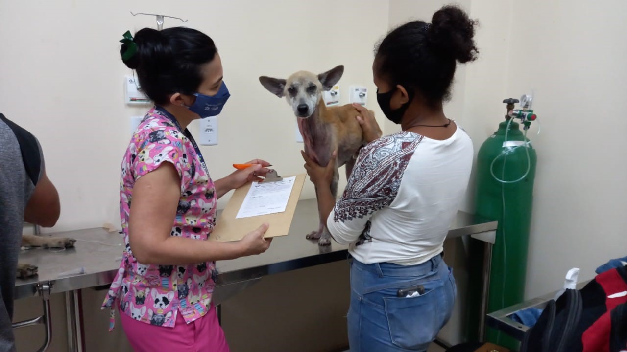Hospital Veterinário de Belém recebe animais vítimas de maus-tratos