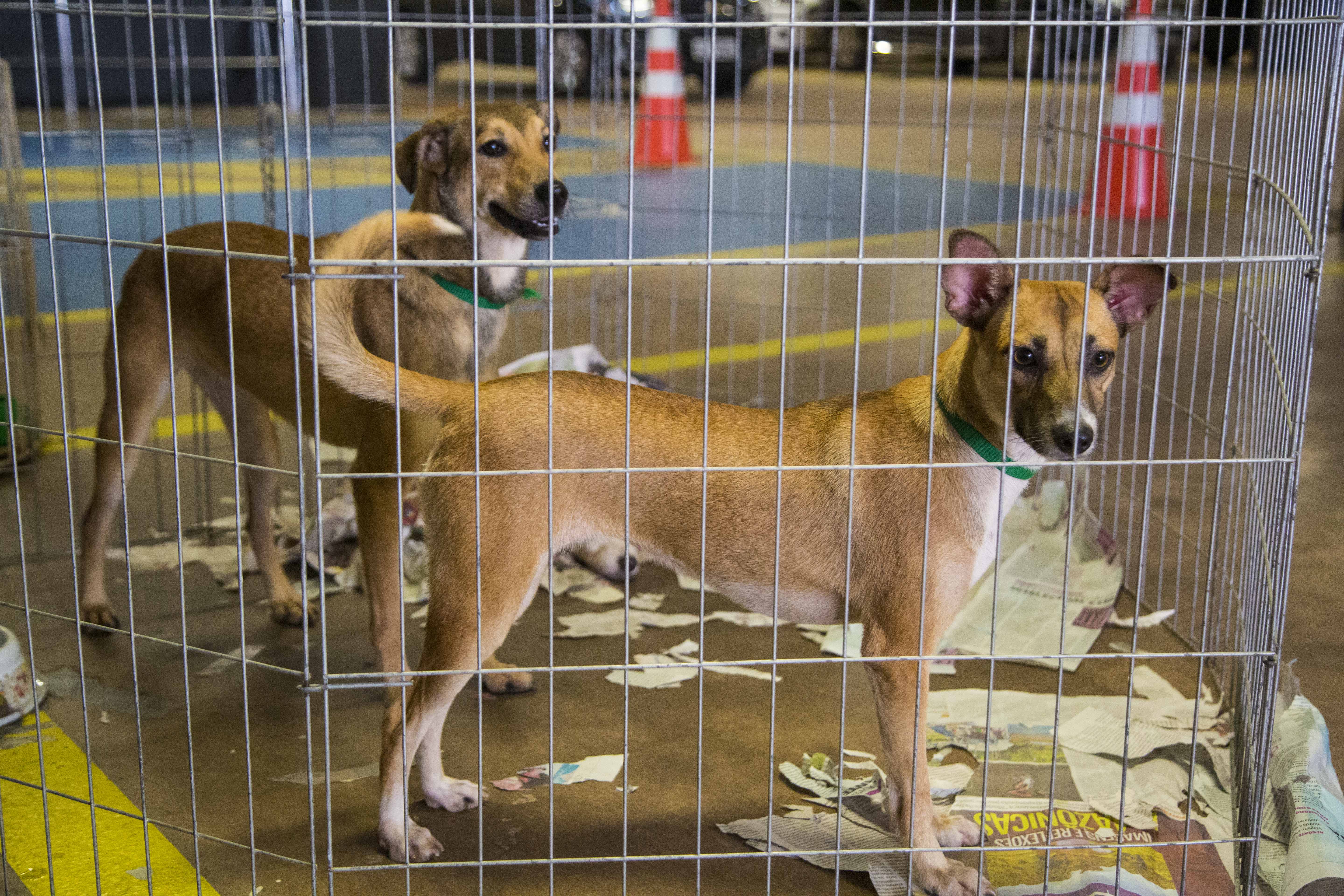 Prefeito de Belém sanciona lei que cria a Semana Municipal de Proteção Animal