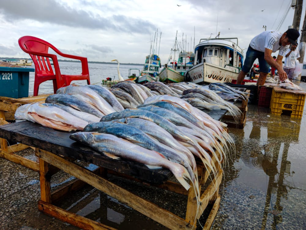 Preço do pescado comercializado na capital paraense fecha em alta em 2022