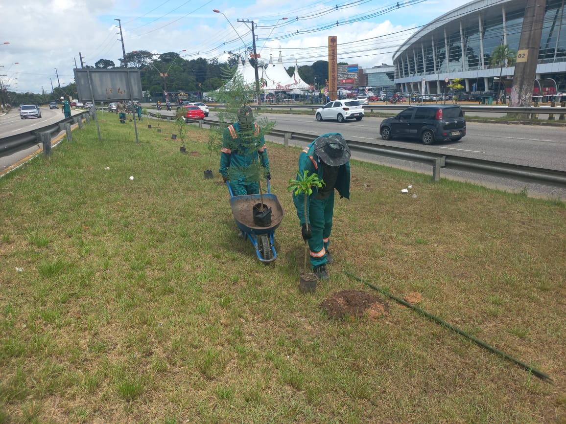 Mais de duas mil novas árvores serão plantadas em Belém durante a Semana do Meio Ambiente