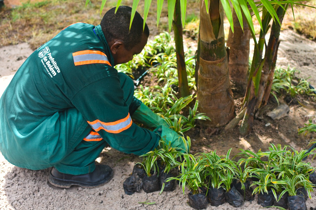 Mais de duas mil novas árvores serão plantadas em Belém durante a Semana do Meio Ambiente