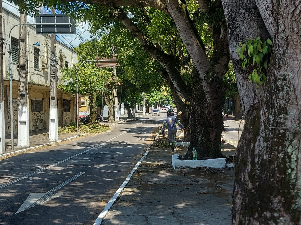 Retirada das árvores caídas em Belém após vendaval entra em nova etapa