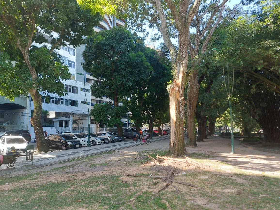 Retirada das árvores caídas em Belém após vendaval entra em nova etapa