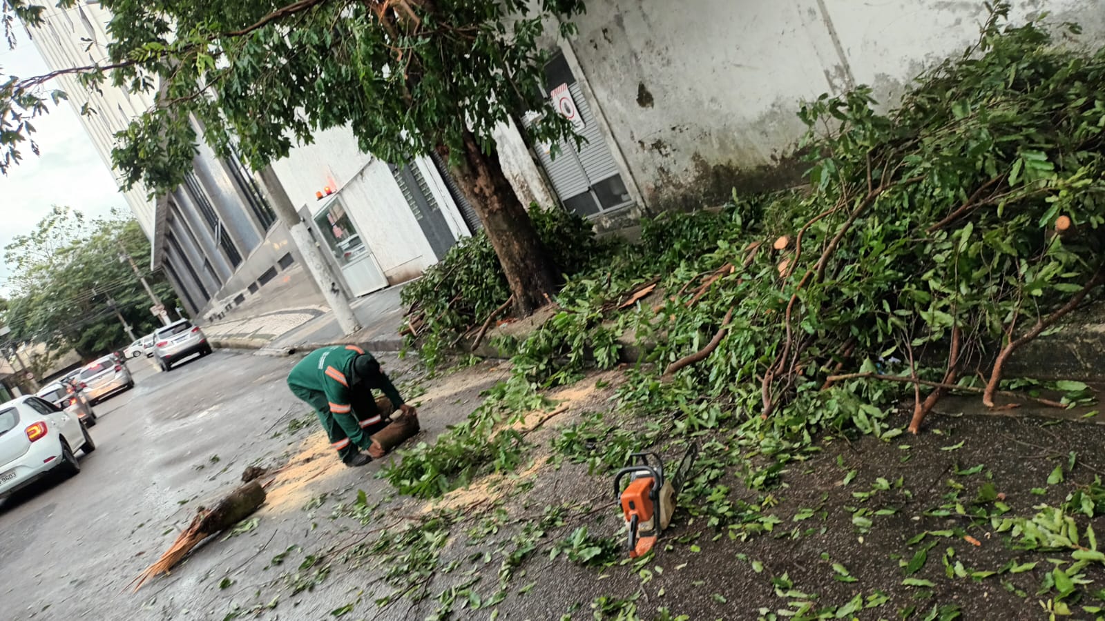 Prefeitura de Belém atua no retalhamento de árvore que tombou durante vendaval nesta sexta-feira, 5