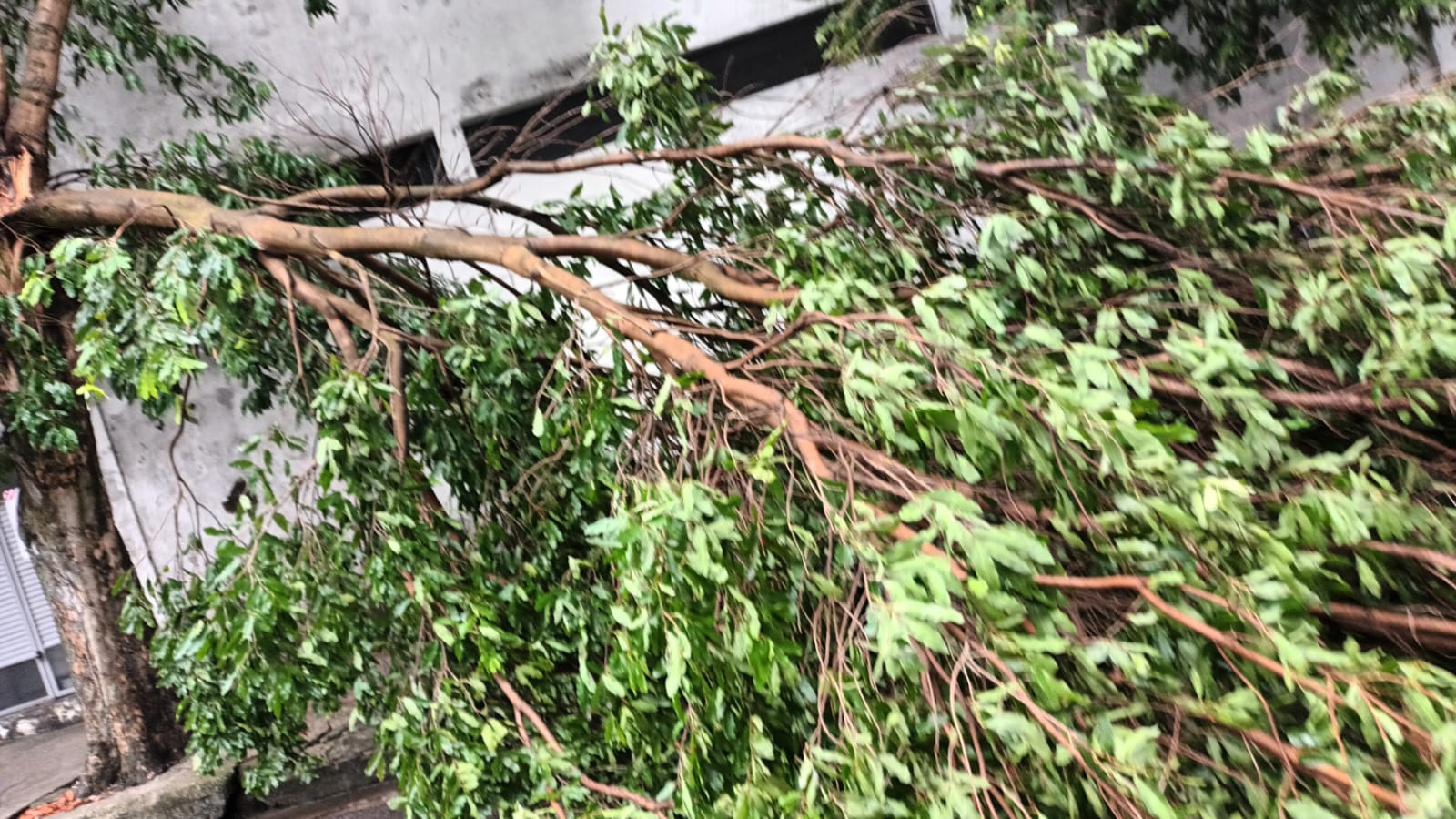 Prefeitura de Belém atua no retalhamento de árvore que tombou durante vendaval nesta sexta-feira, 5