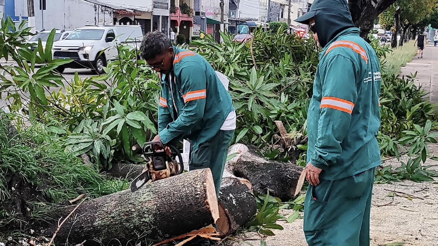 Prefeitura de Belém atua no retalhamento de árvore que tombou durante vendaval nesta sexta-feira, 5