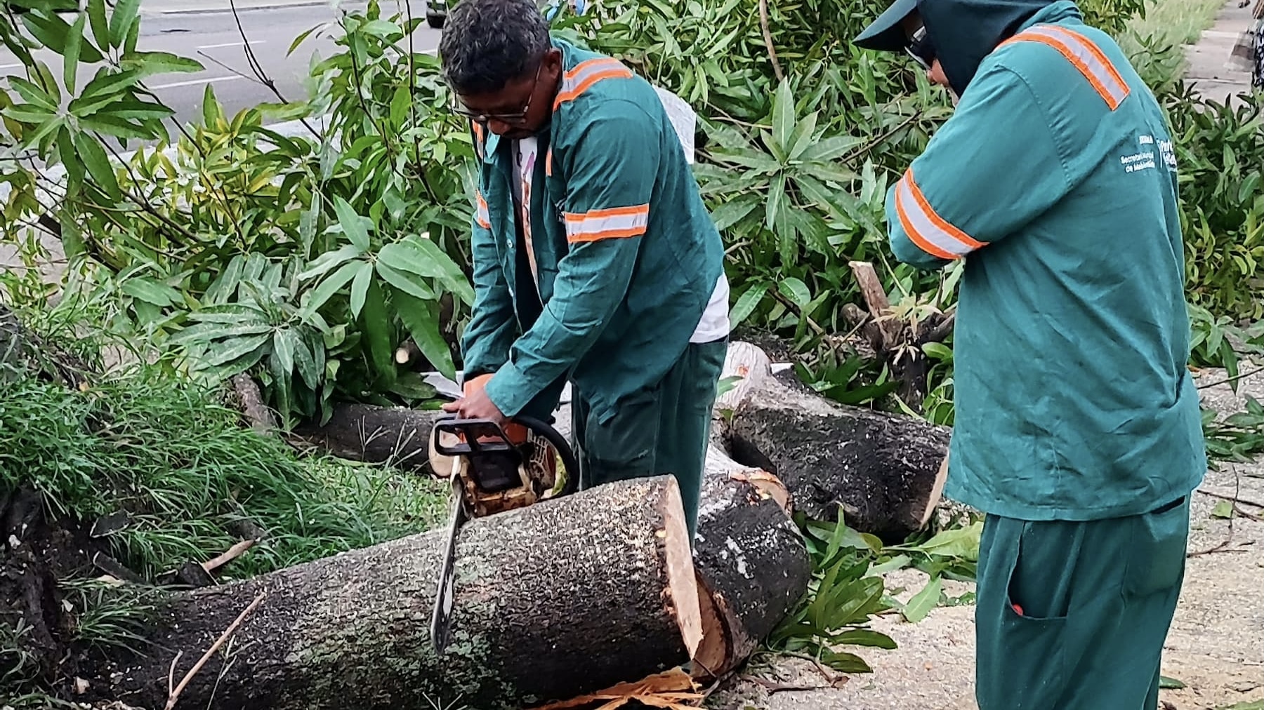 Prefeitura de Belém atua no retalhamento de árvore que tombou durante vendaval nesta sexta-feira, 5