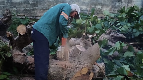 Árvore tomba após ter raízes incendiadas