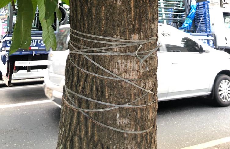 Prefeitura de Belém conclui inventário de árvores no bairro de Nazaré