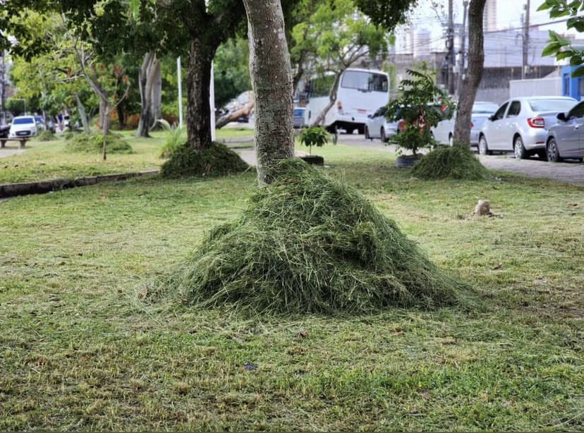 Reaproveitamento de material de roçagem é usado para nutrir e proteger as árvores da cidade