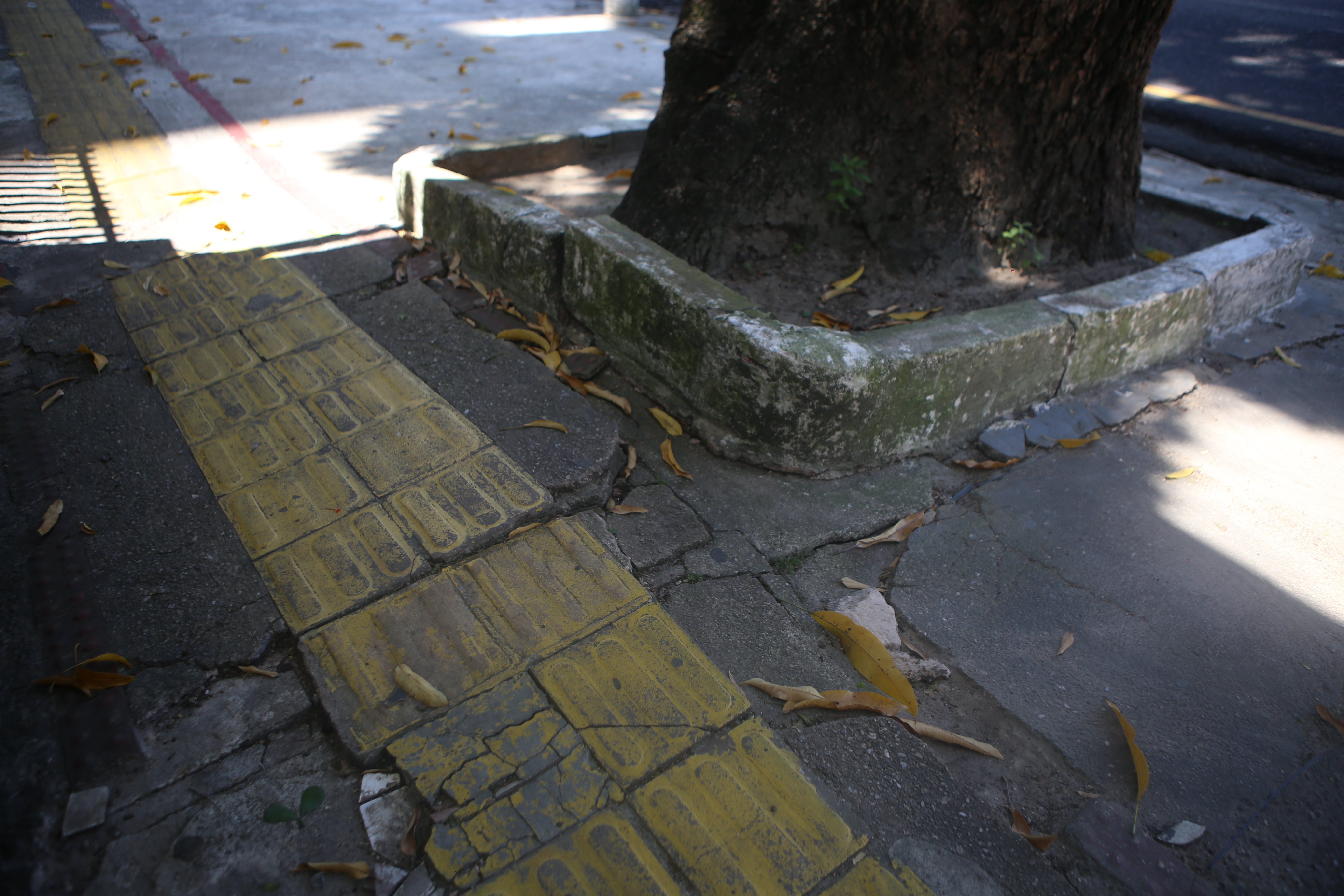 Órgãos municipais realizam retirada de mangueira com risco de queda no bairro de Nazaré neste sábado, 27