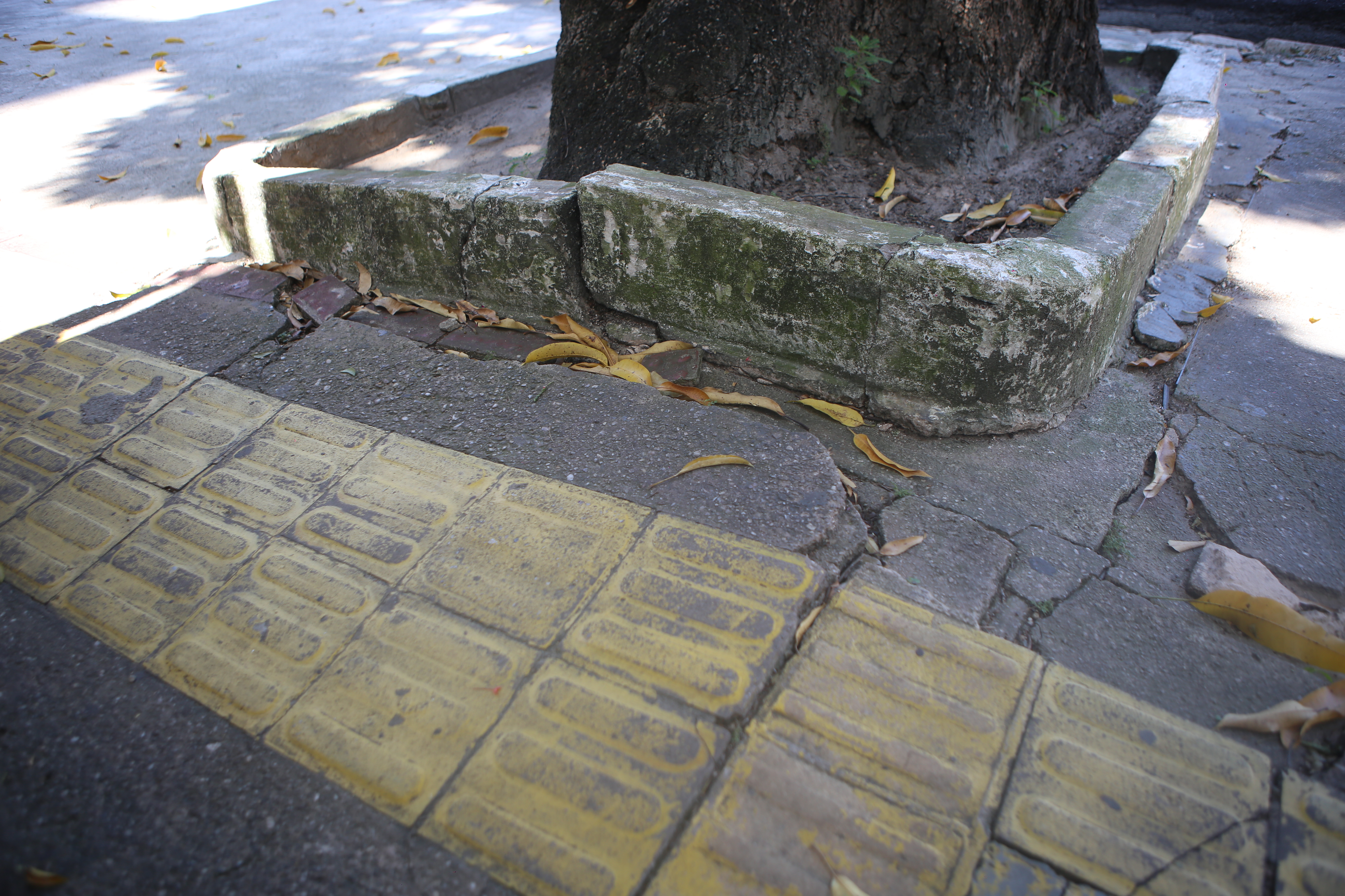 Órgãos municipais realizam retirada de mangueira com risco de queda no bairro de Nazaré neste sábado, 27