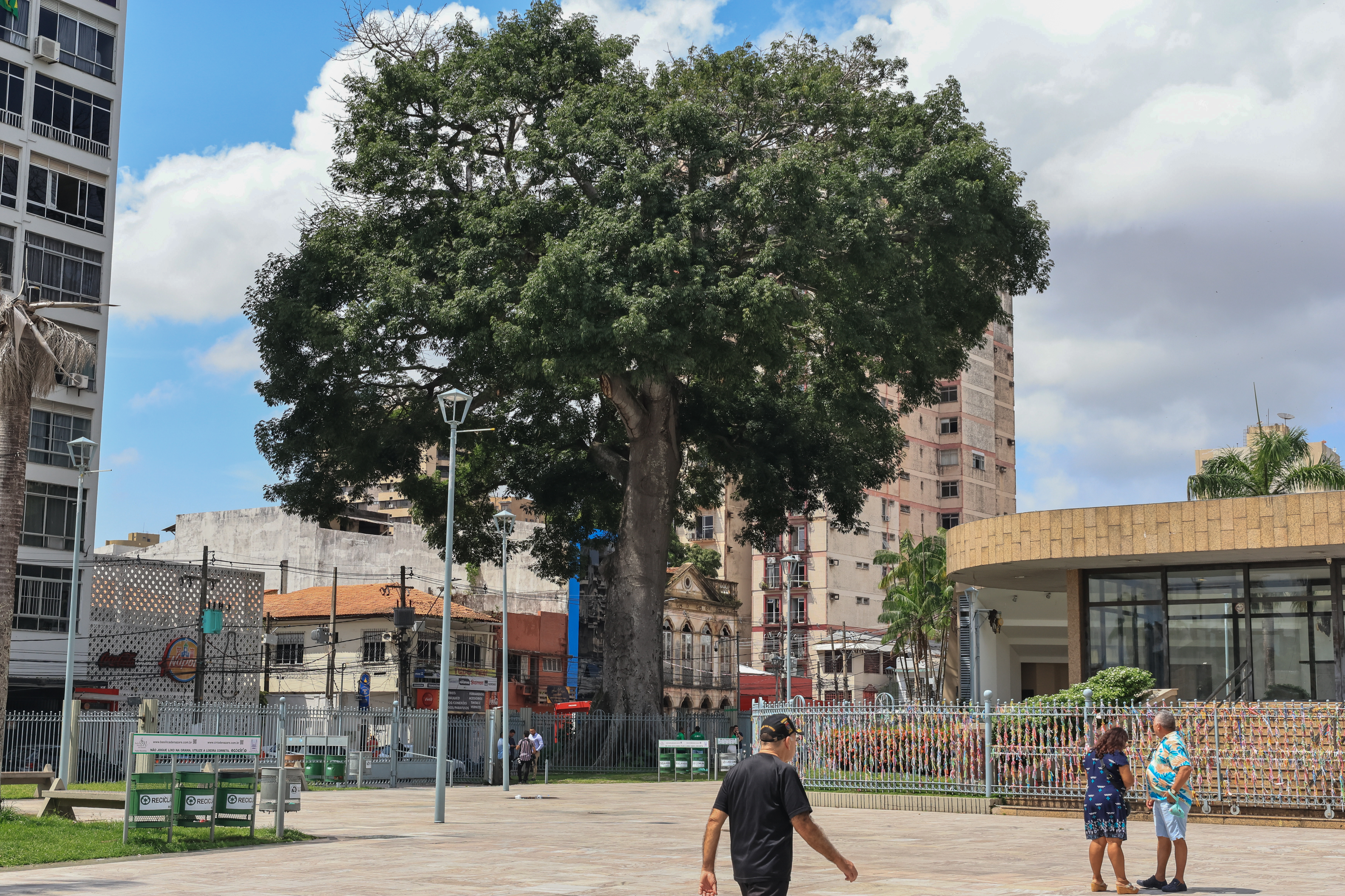 Prefeitura atesta boas condições de samaúmeira da praça Santuário