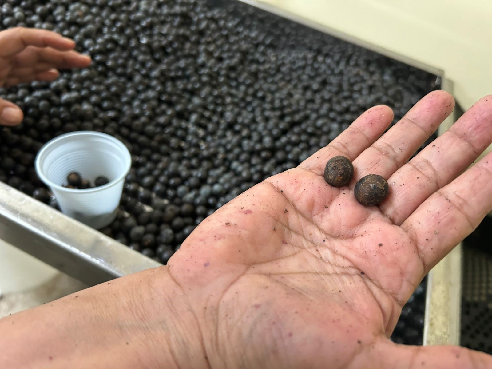 Batedores de açaí recebem dicas sobre práticas de higiene seguras