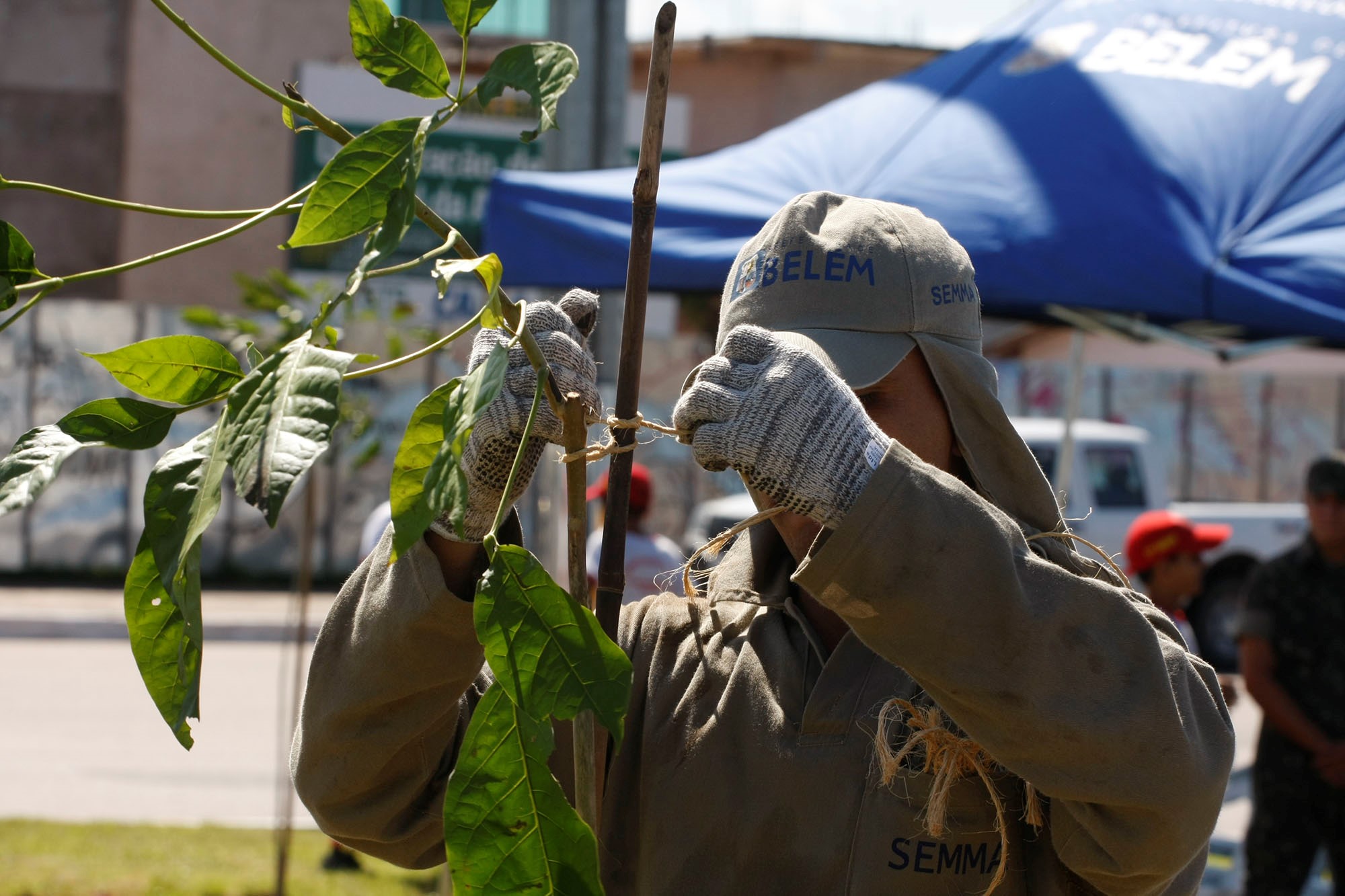 Semma lança campanha para um Natal com árvores naturais