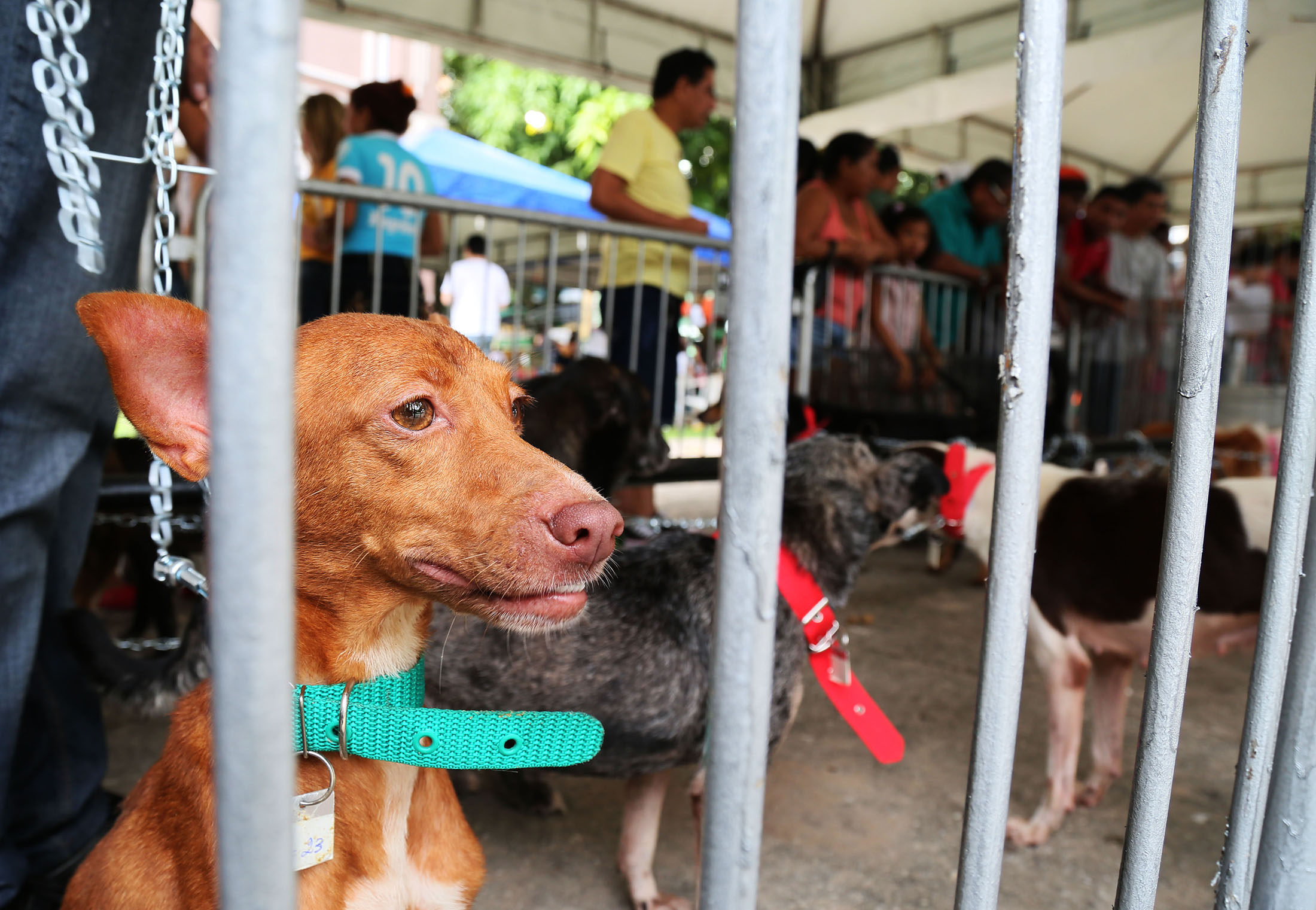 Feiras de adoção de cães e gatos em Belém têm balanço positivo no primeiro semestre  